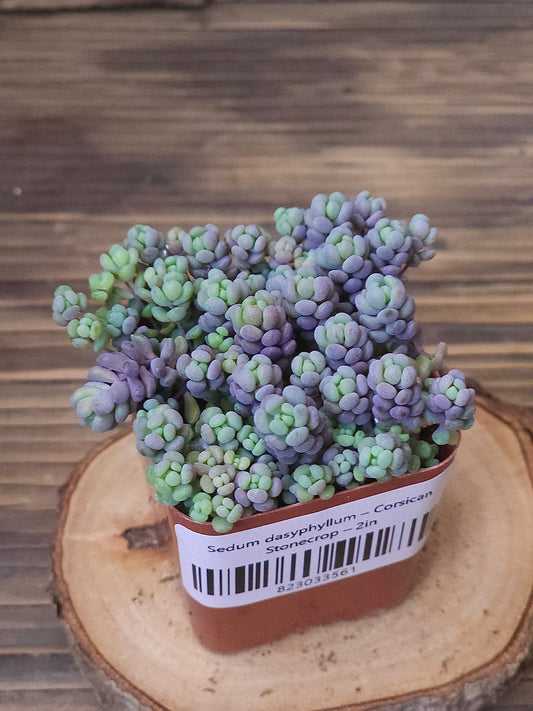 Sedum dasyphyllum – Corsican Stonecrop – 2in
