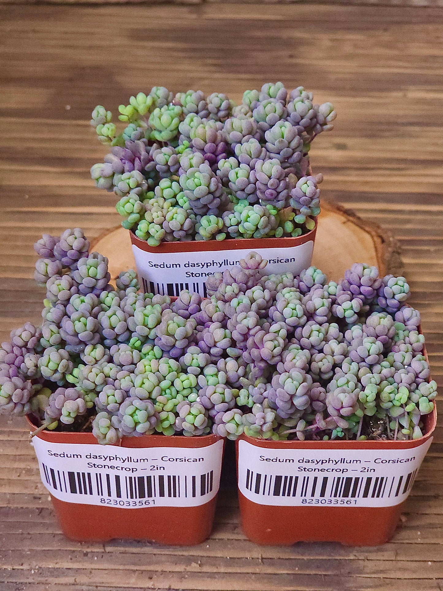 Sedum dasyphyllum – Corsican Stonecrop – 2in