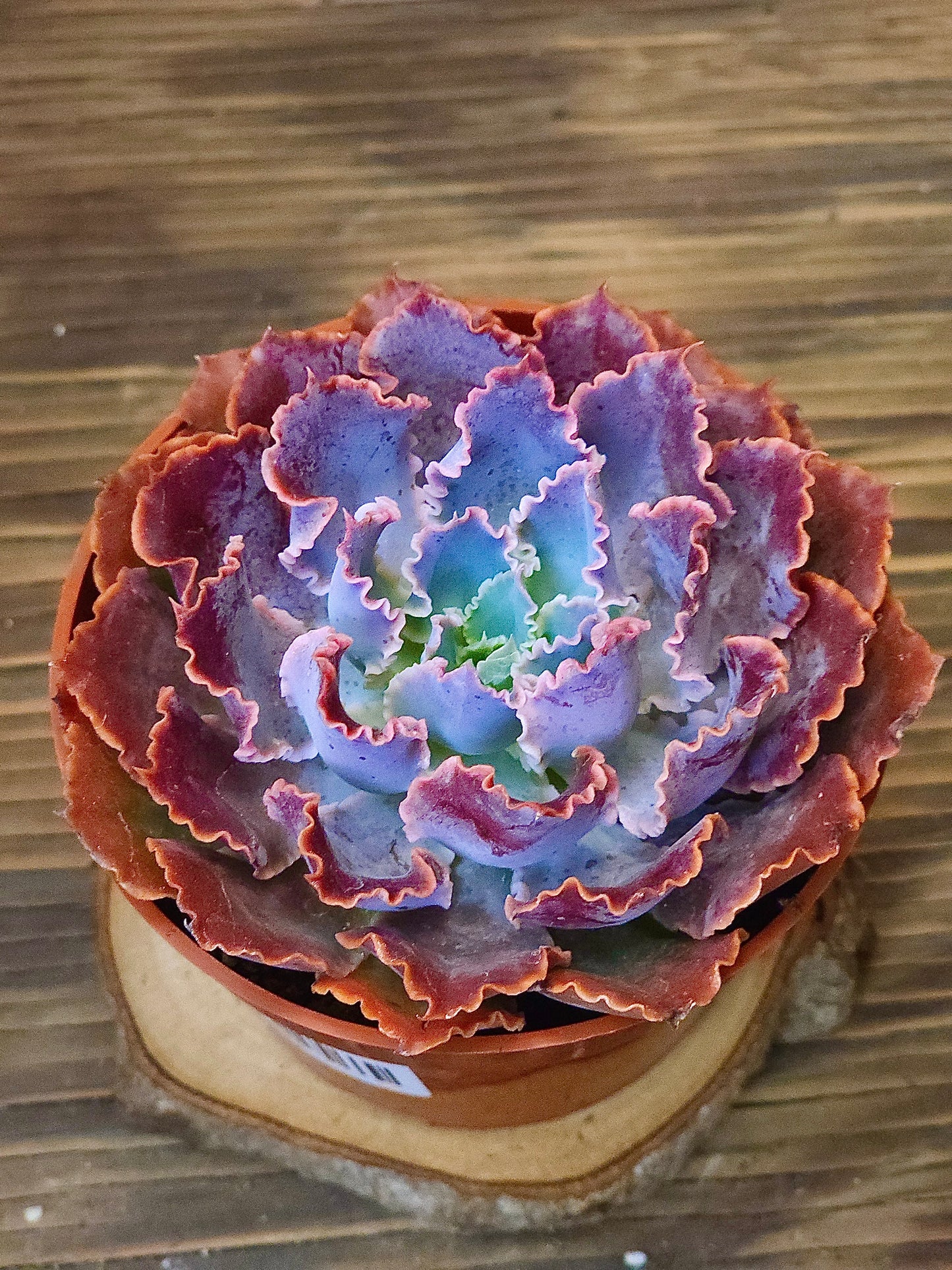 Echeveria 'Neon Breakers' – Neon Breakers Echeveria – 4in