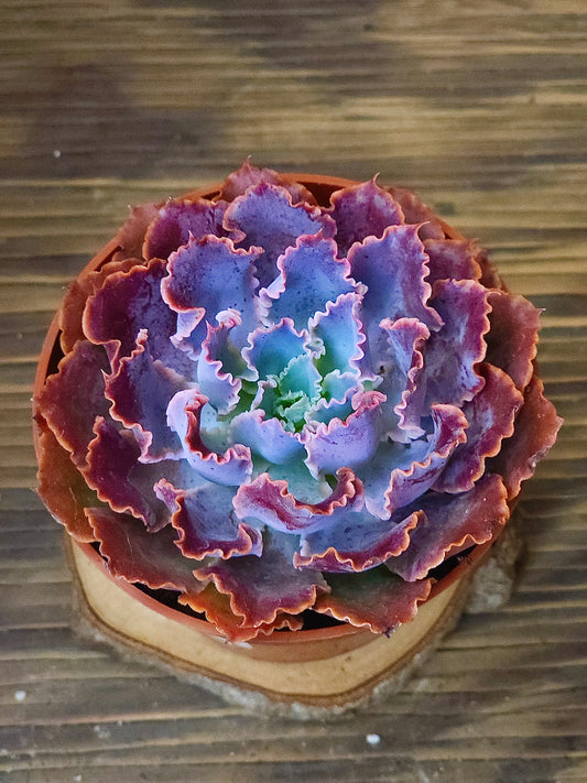 Echeveria 'Neon Breakers' – Neon Breakers Echeveria – 4in