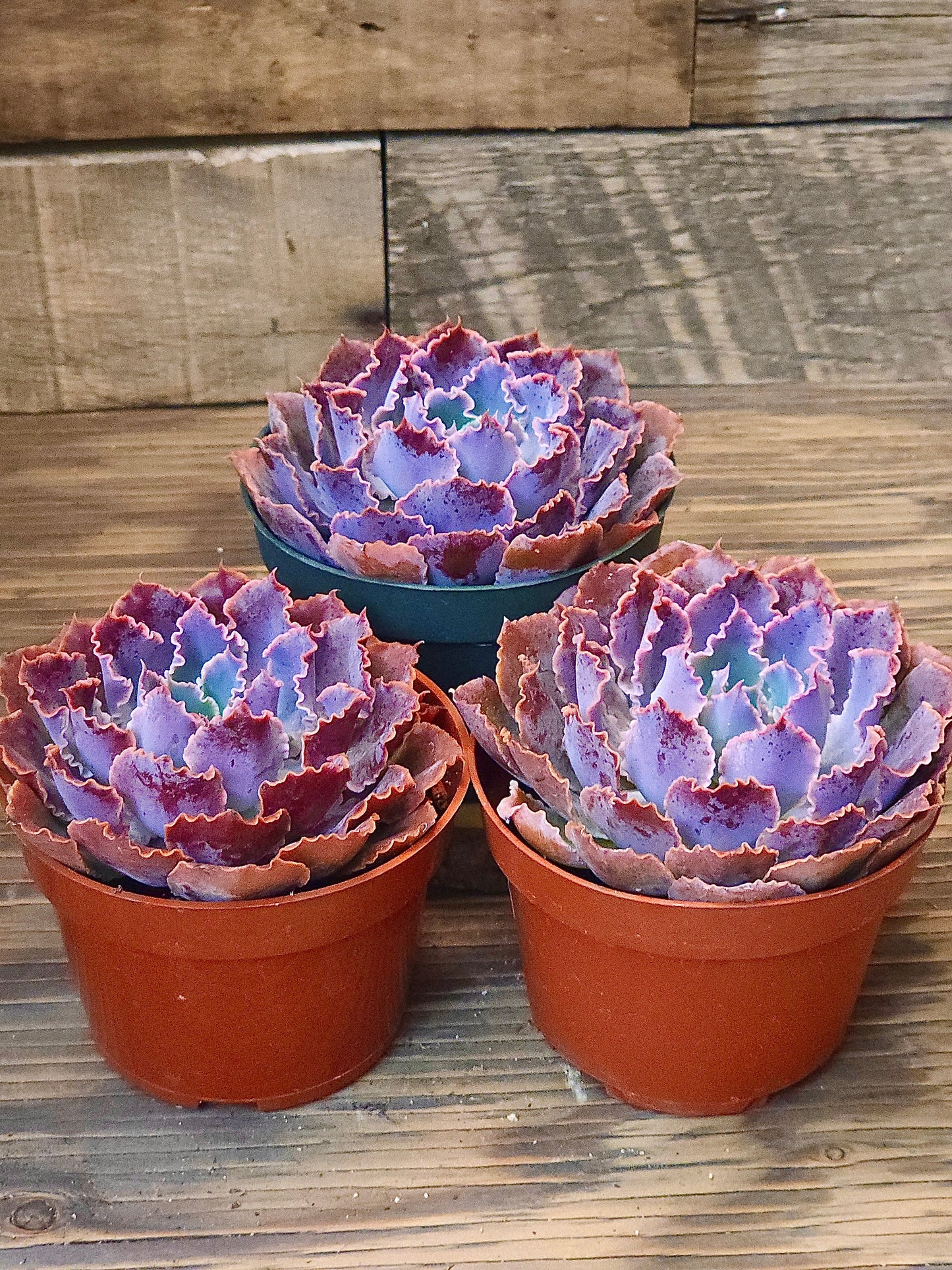 Echeveria 'Neon Breakers' – Neon Breakers Echeveria – 4in