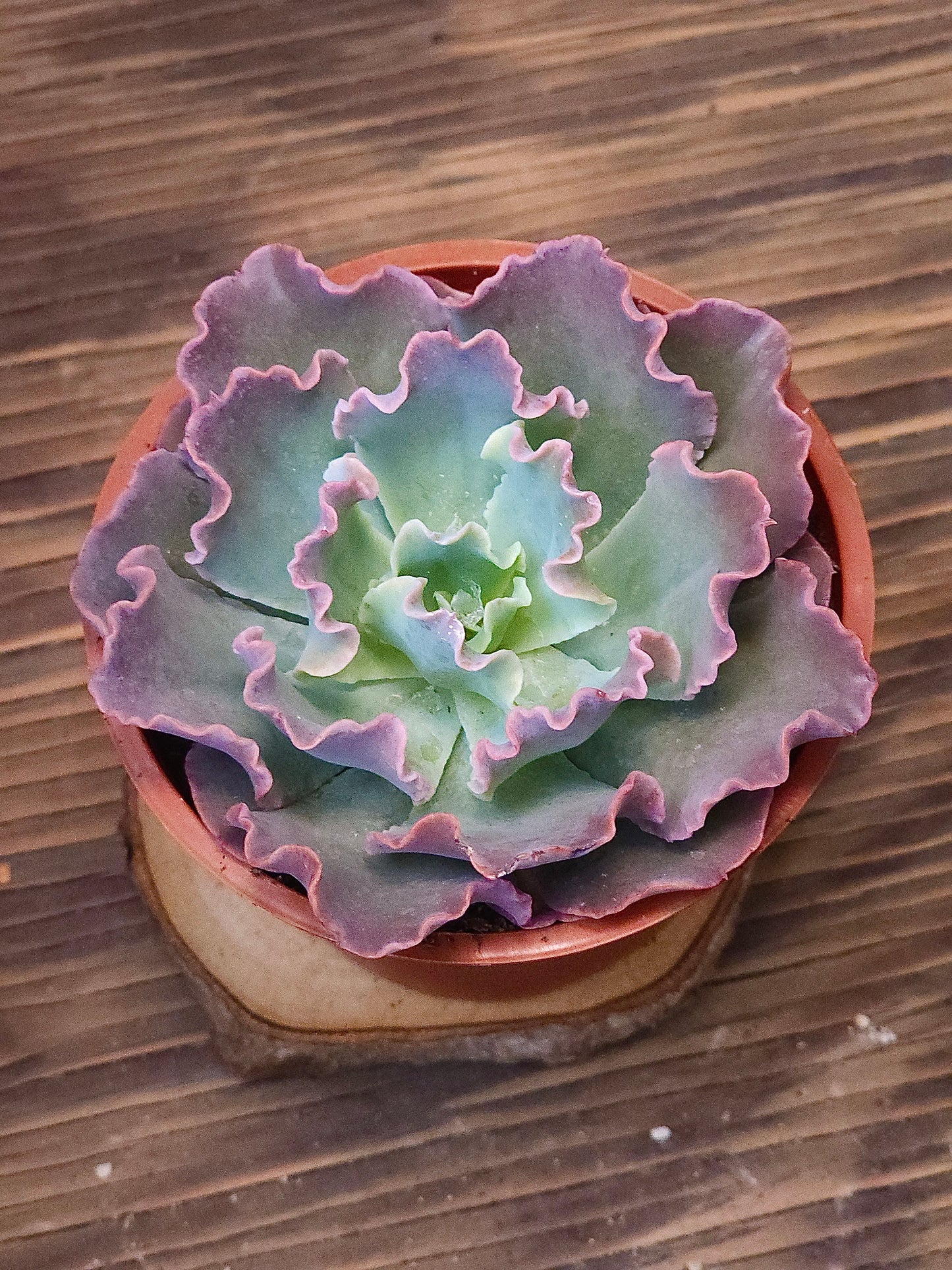 Echeveria 'Blue Frills' – Blue Frills Echeveria – 4in