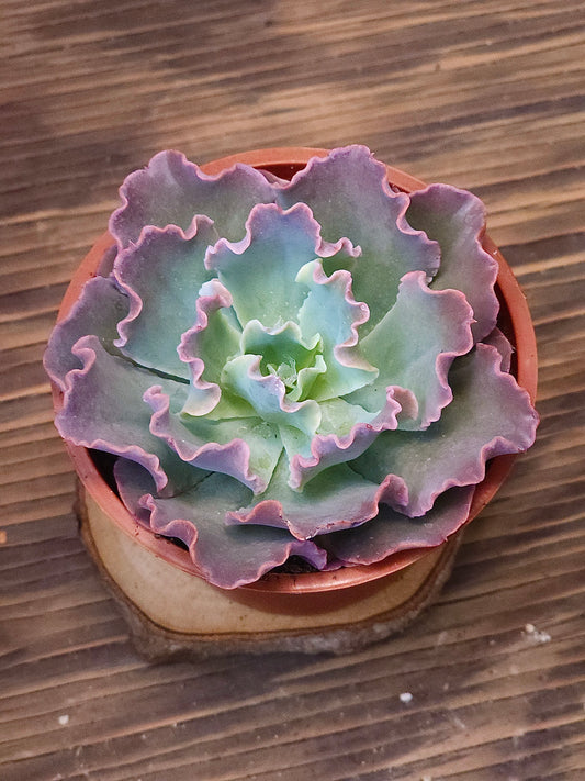 Echeveria 'Blue Frills' – Blue Frills Echeveria – 4in