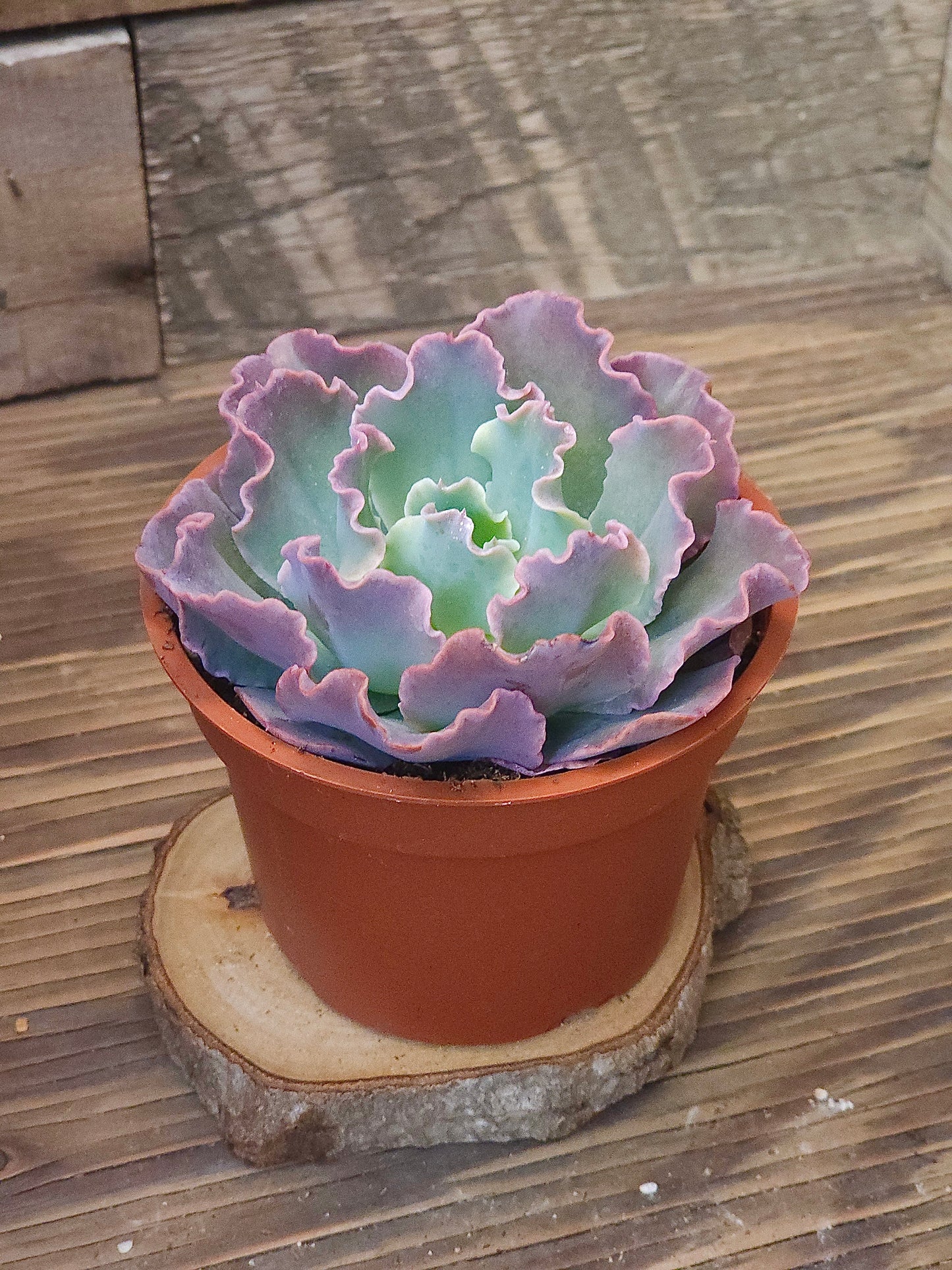 Echeveria 'Blue Frills' – Blue Frills Echeveria – 4in