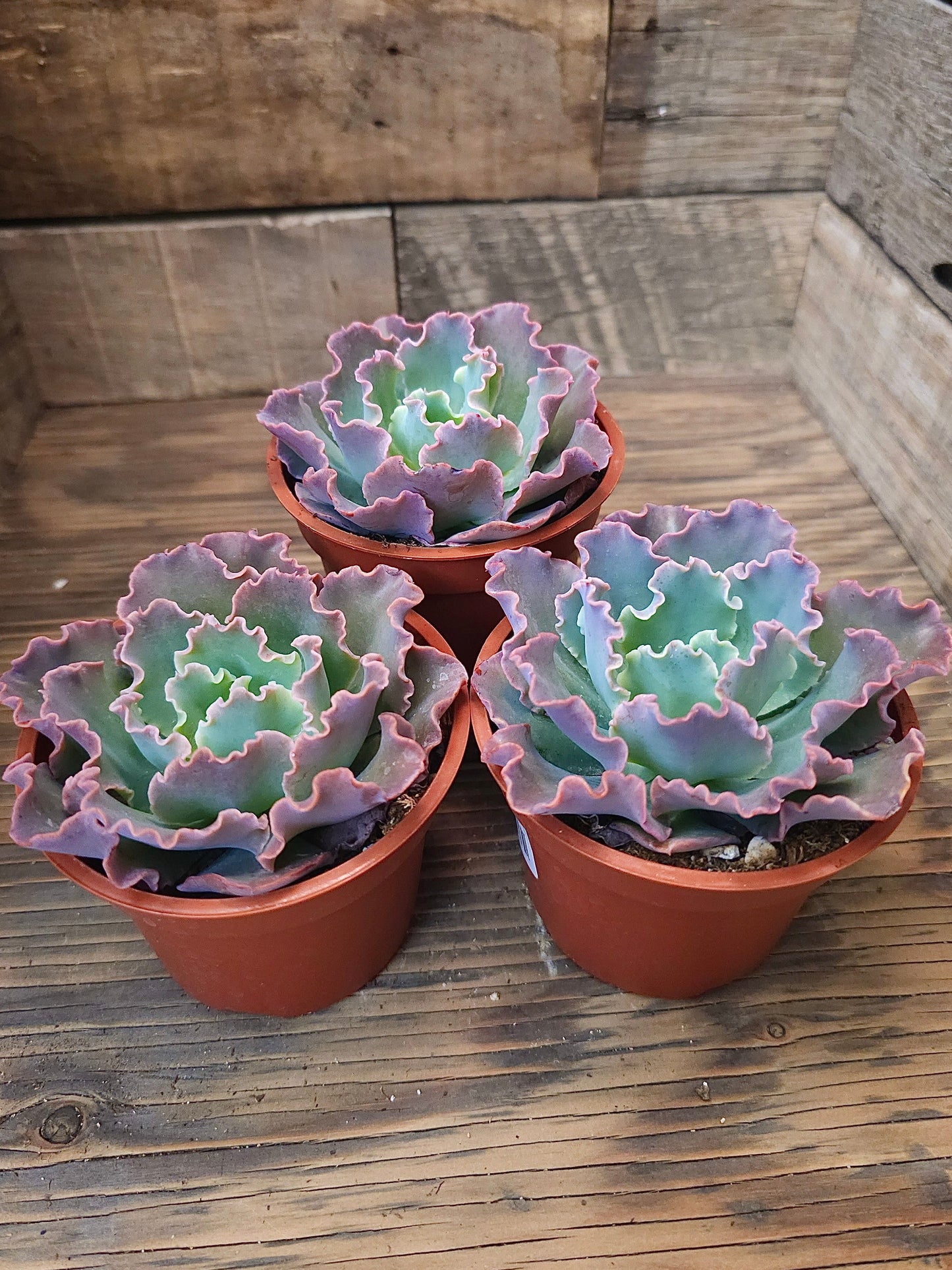 Echeveria 'Blue Frills' – Blue Frills Echeveria – 4in