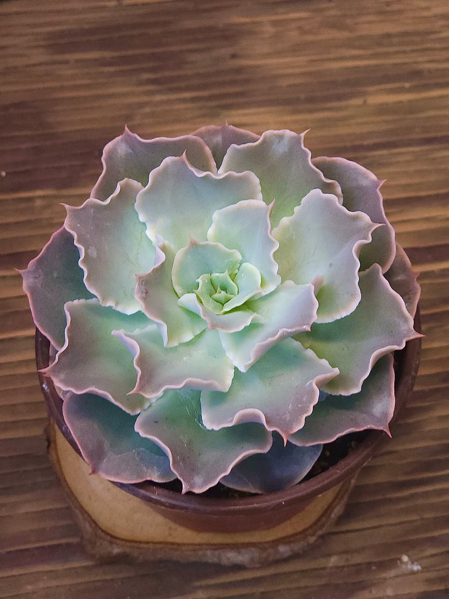 Echeveria 'Water Ripple' – Water Ripple Echeveria – 4in