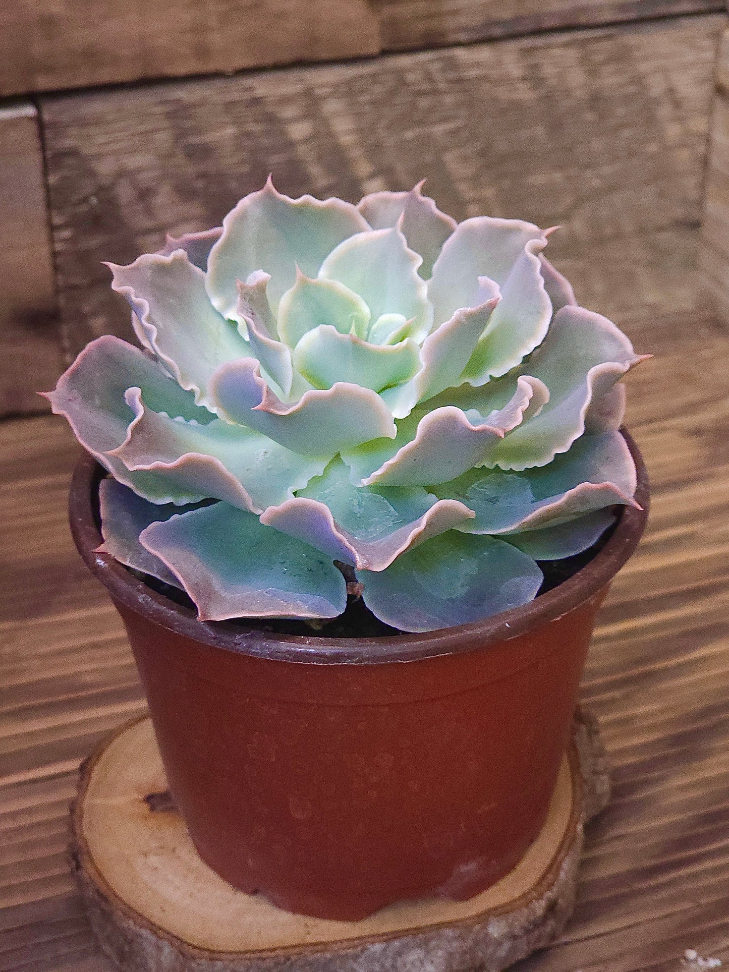 Echeveria 'Water Ripple' – Water Ripple Echeveria – 4in