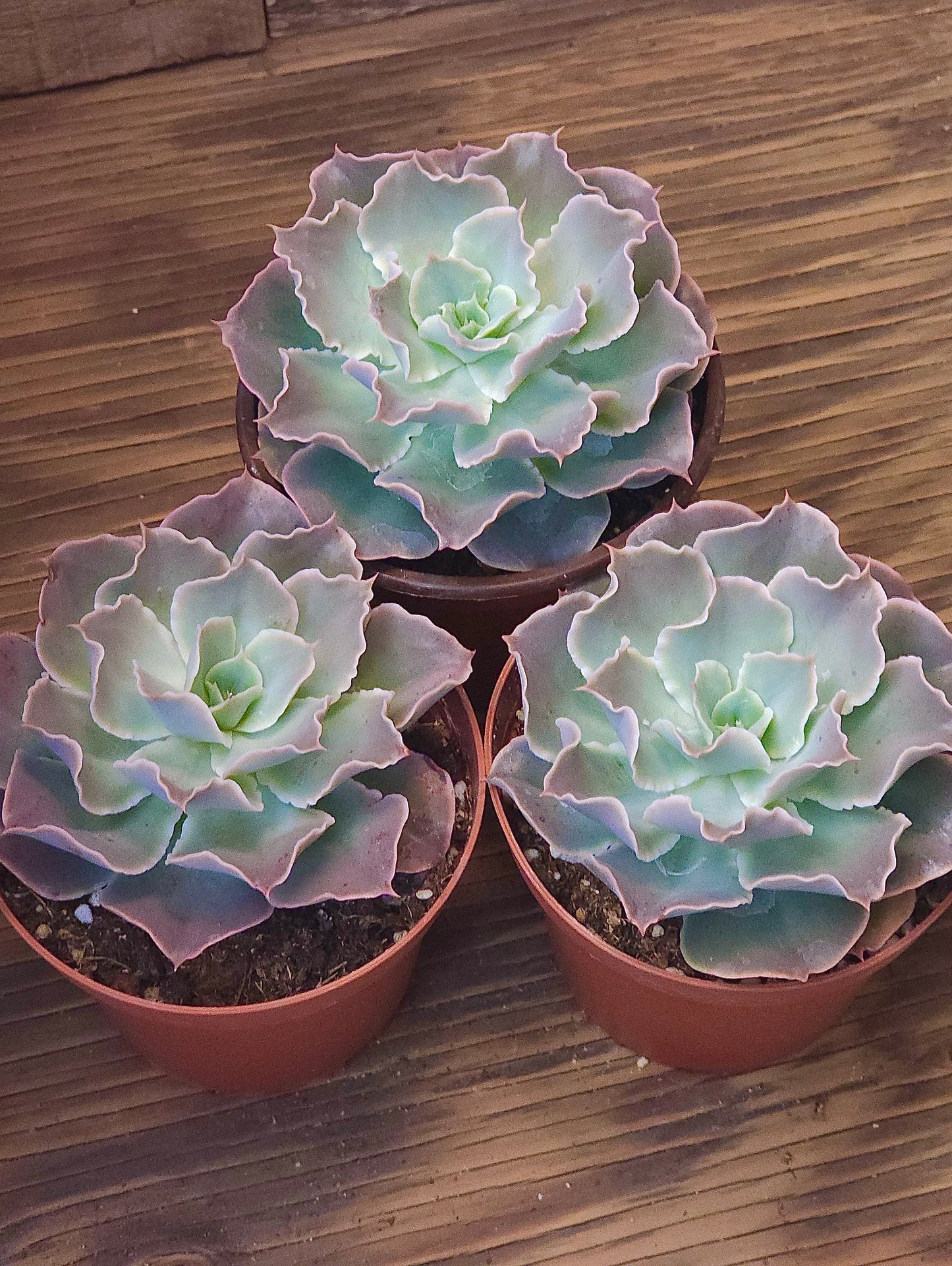 Echeveria 'Water Ripple' – Water Ripple Echeveria – 4in