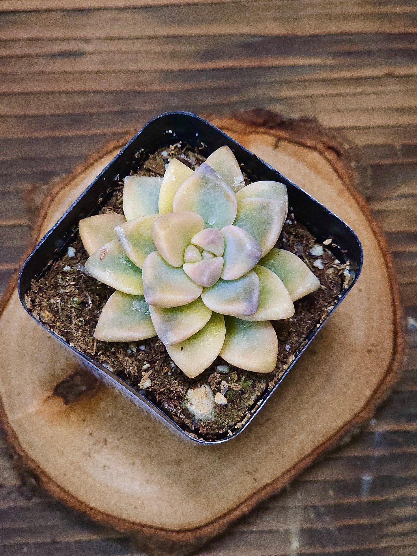 Graptopetalum paraguayense 'Jester' Variegated – Variegated Ghost Plant – 2in