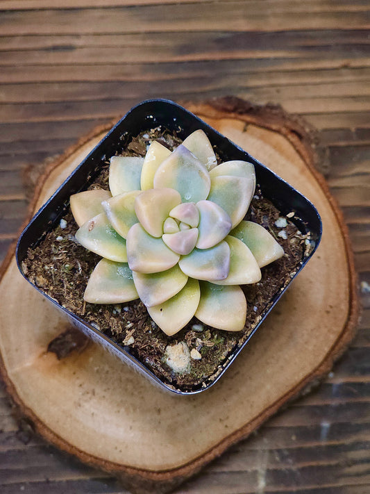 Graptopetalum paraguayense 'Jester' Variegated – Variegated Ghost Plant – 2in