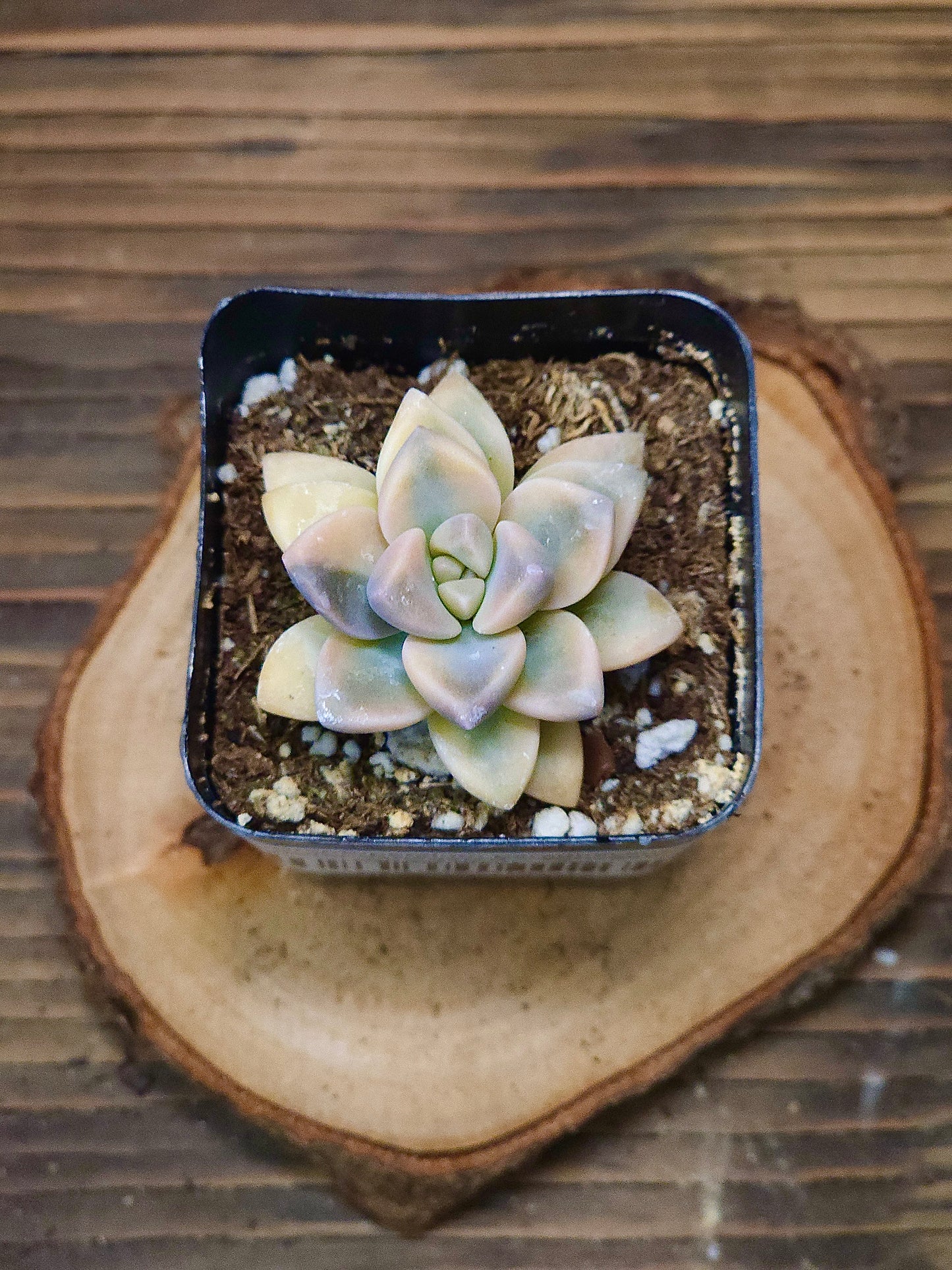 Graptopetalum paraguayense 'Jester' Variegated – Variegated Ghost Plant – 2in