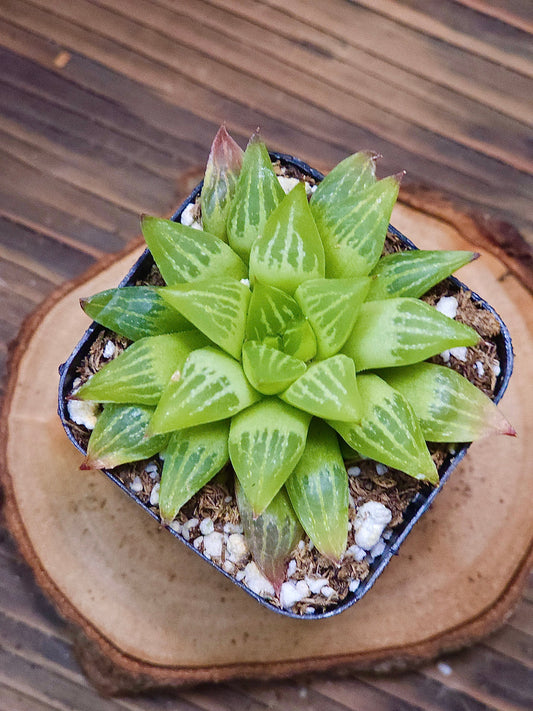 Haworthia retusa f. geraldii – Geraldii Haworthia – 2in