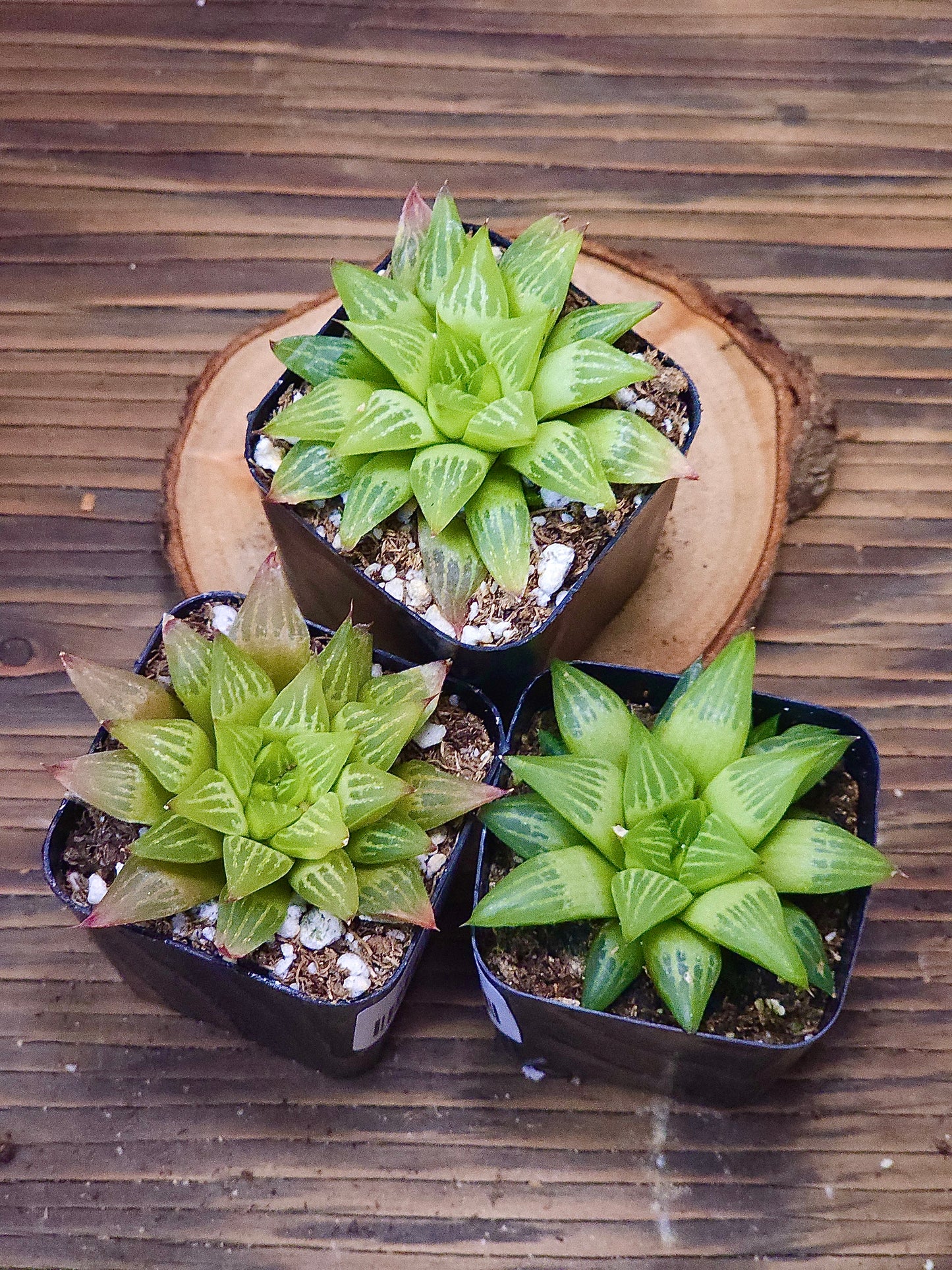 Haworthia retusa f. geraldii – Geraldii Haworthia – 2in