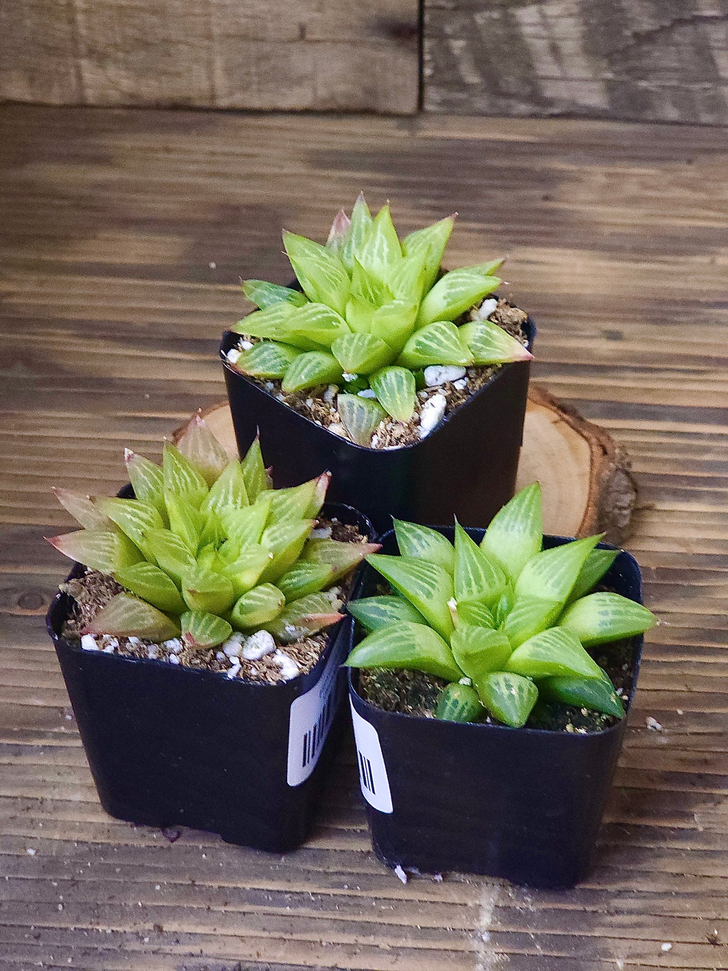Haworthia retusa f. geraldii – Geraldii Haworthia – 2in