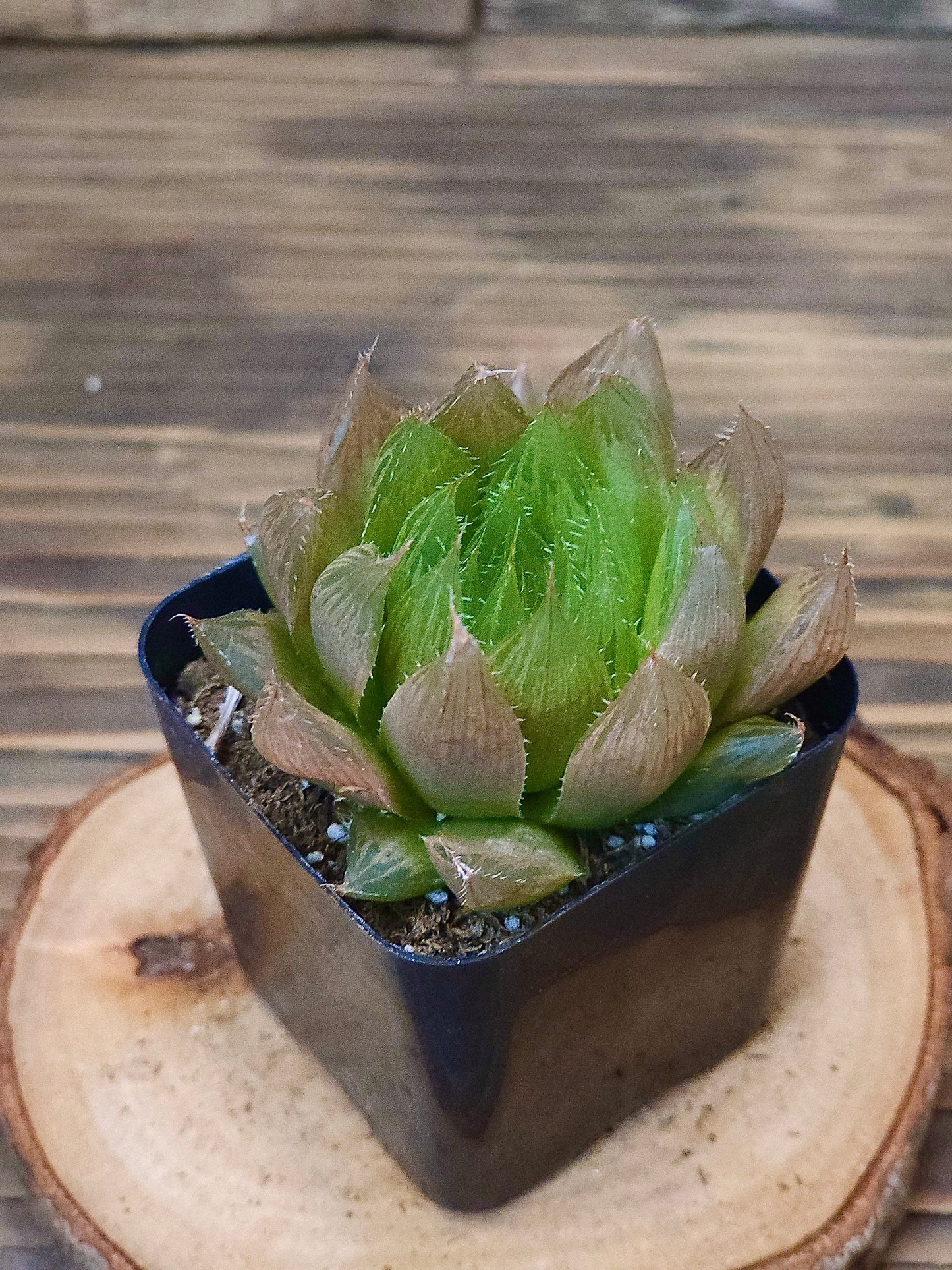 Haworthia cooperi – Cooper's Haworthia – 2in