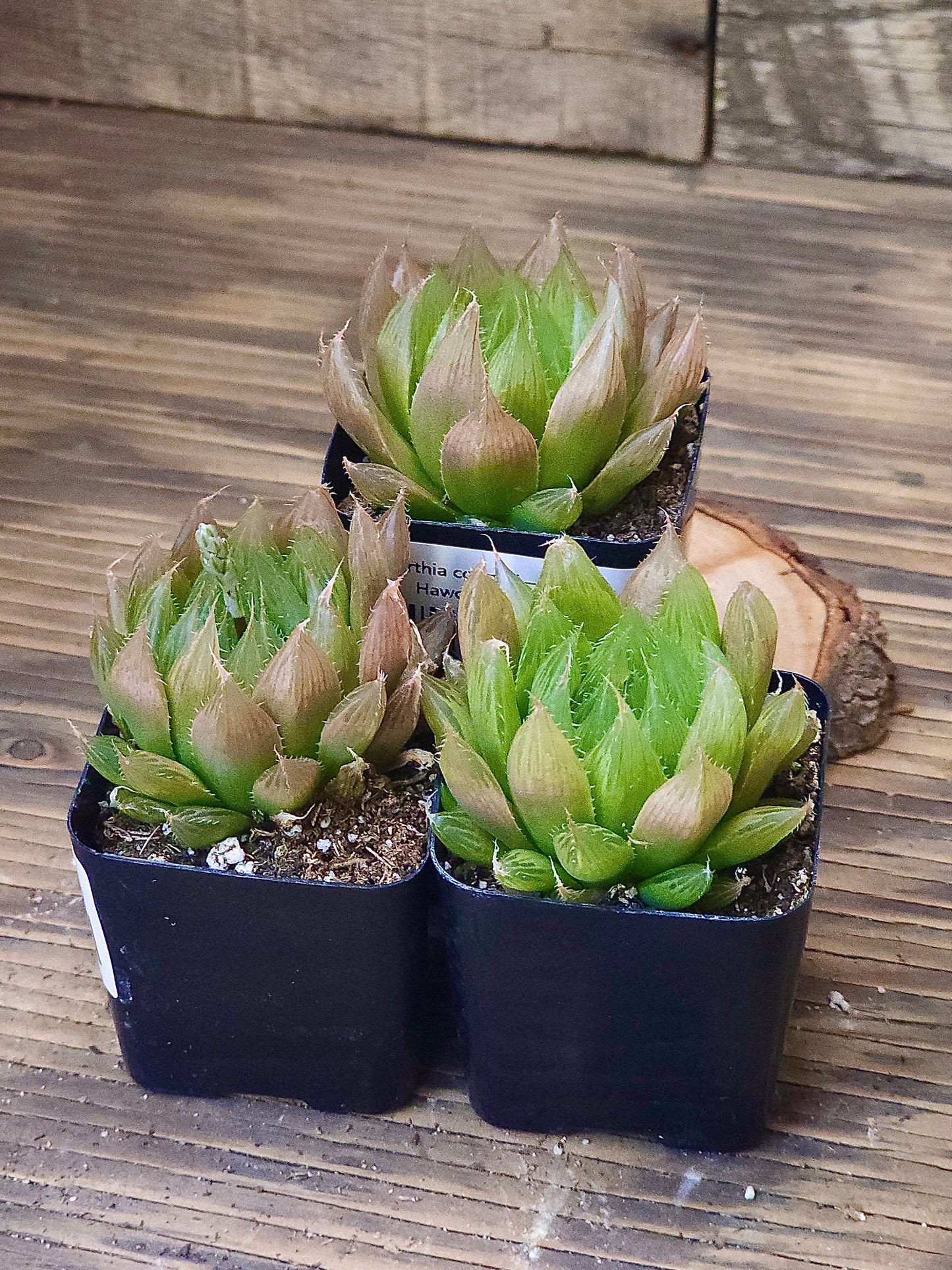 Haworthia cooperi – Cooper's Haworthia – 2in