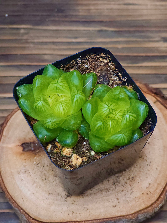 Haworthia cymbiformis var. obtusa – Twin Haworthia – 2in