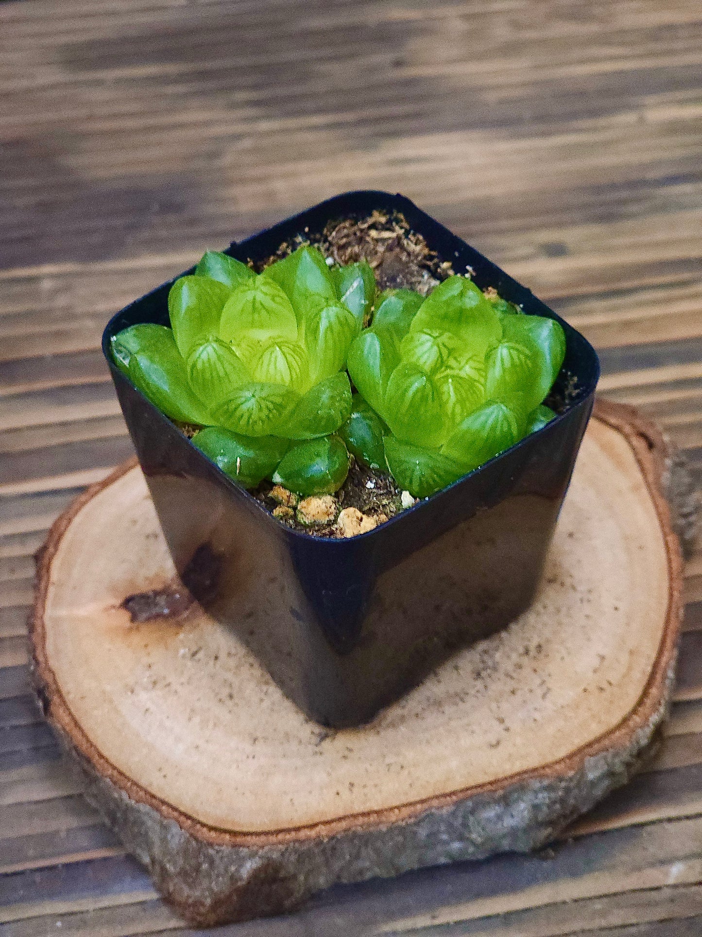 Haworthia cymbiformis var. obtusa – Twin Haworthia – 2in