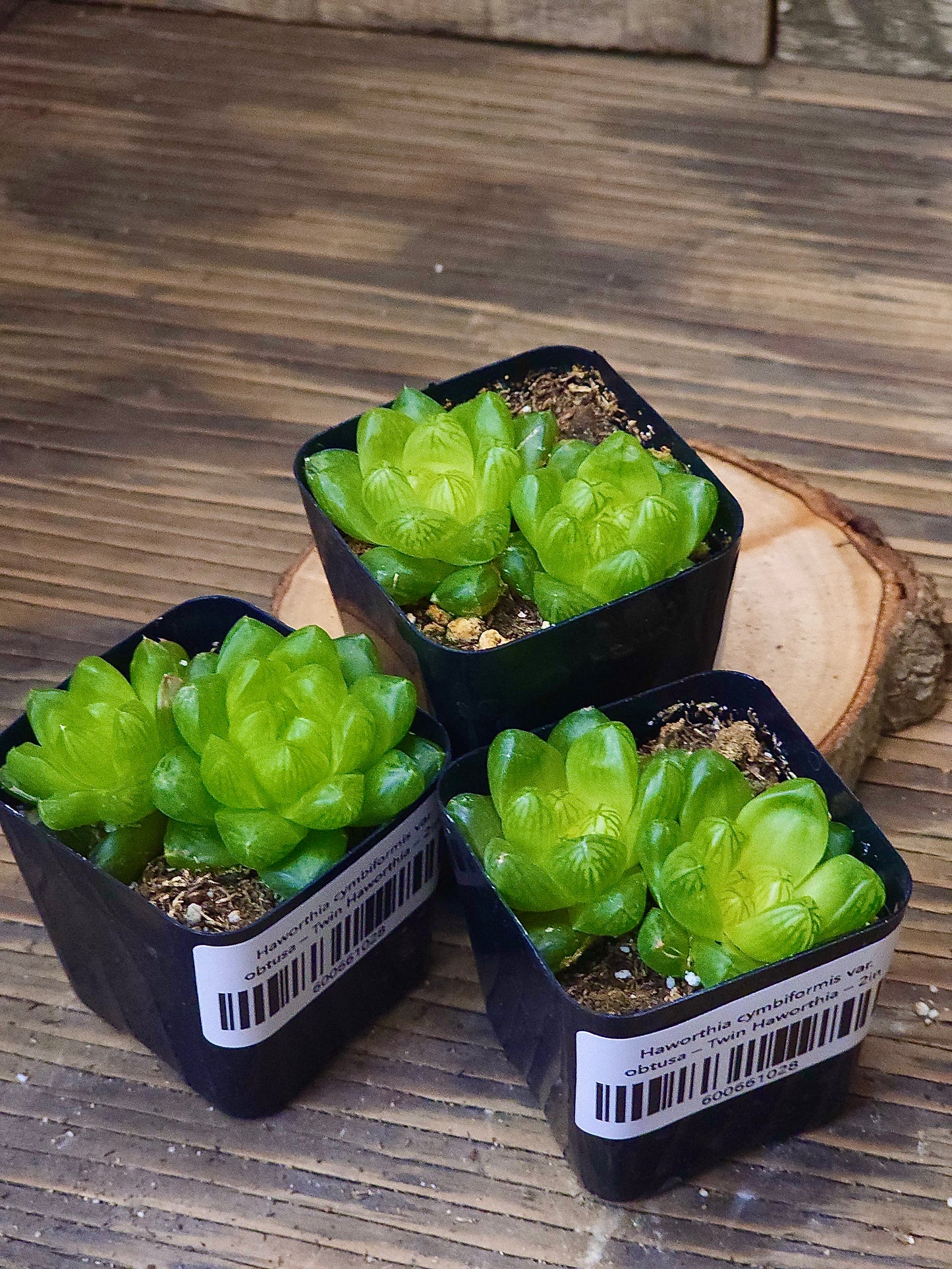 Haworthia cymbiformis var. obtusa – Twin Haworthia – 2in