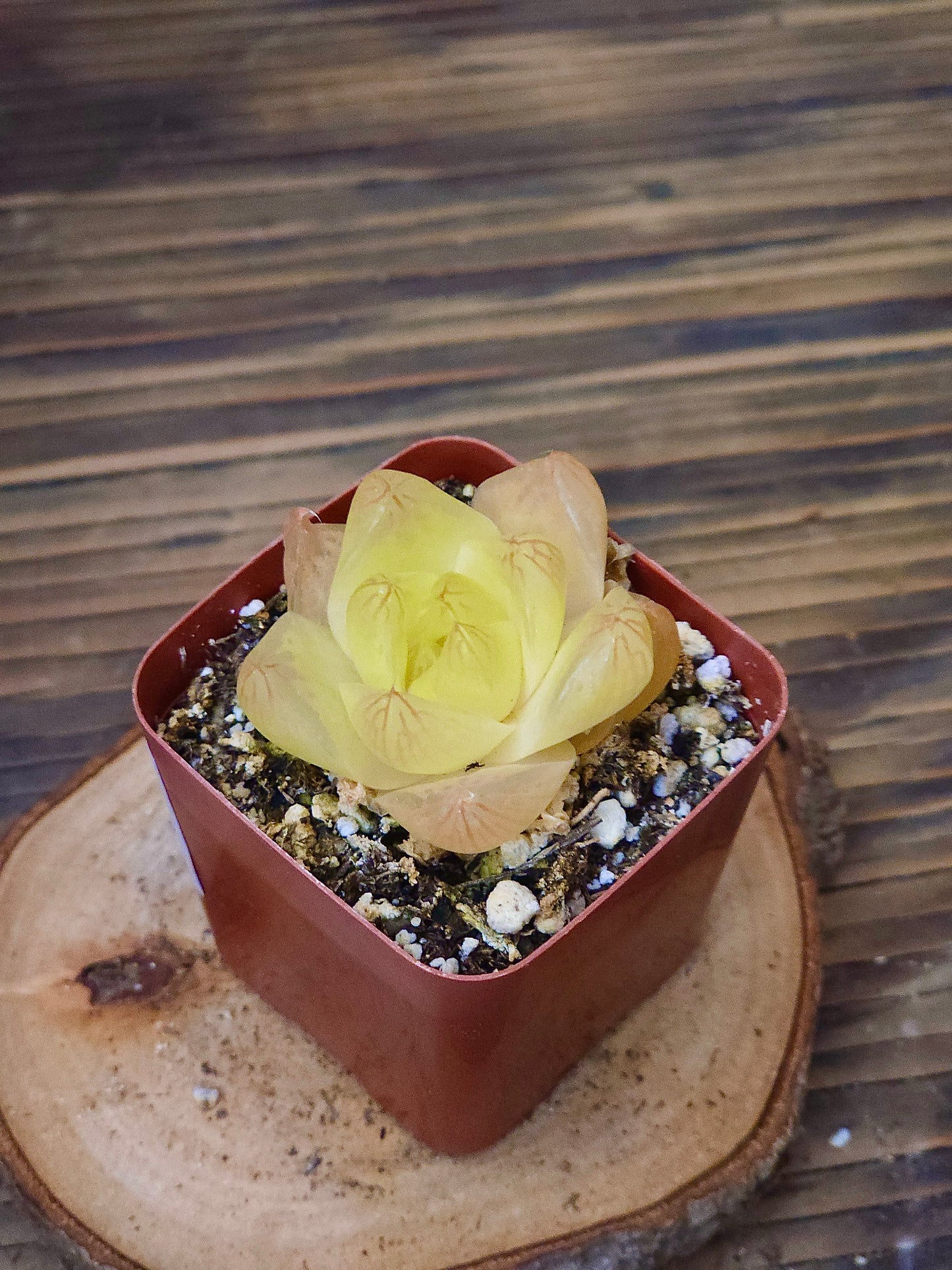 Haworthia cymbiformis 'Gold' – Gold Haworthia – 2in