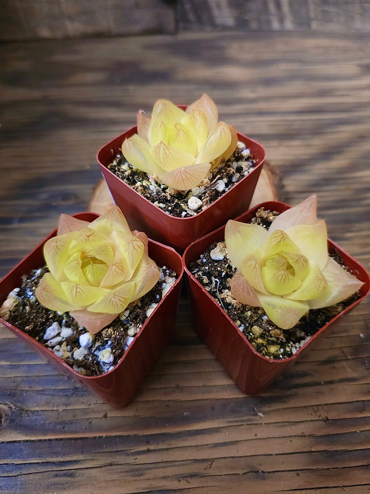 Haworthia cymbiformis 'Gold' – Gold Haworthia – 2in