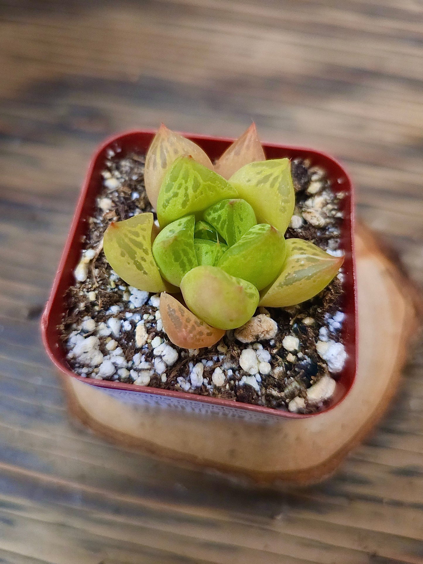 Haworthia cuspidata – Star Window Haworthia (Pink Variant) – 2in
