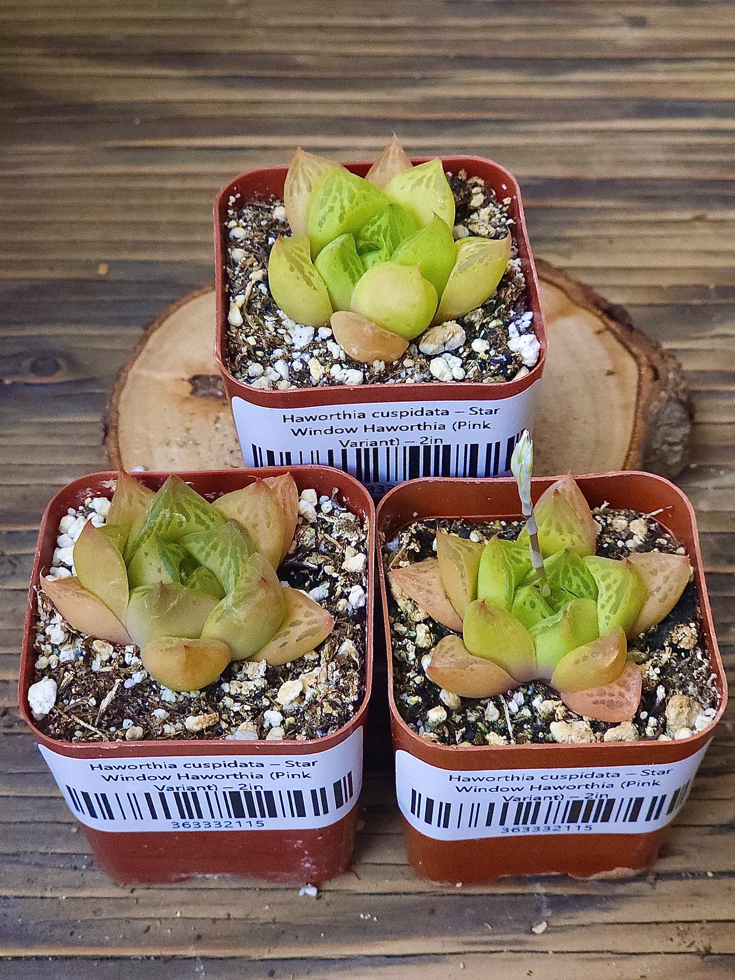 Haworthia cuspidata – Star Window Haworthia (Pink Variant) – 2in