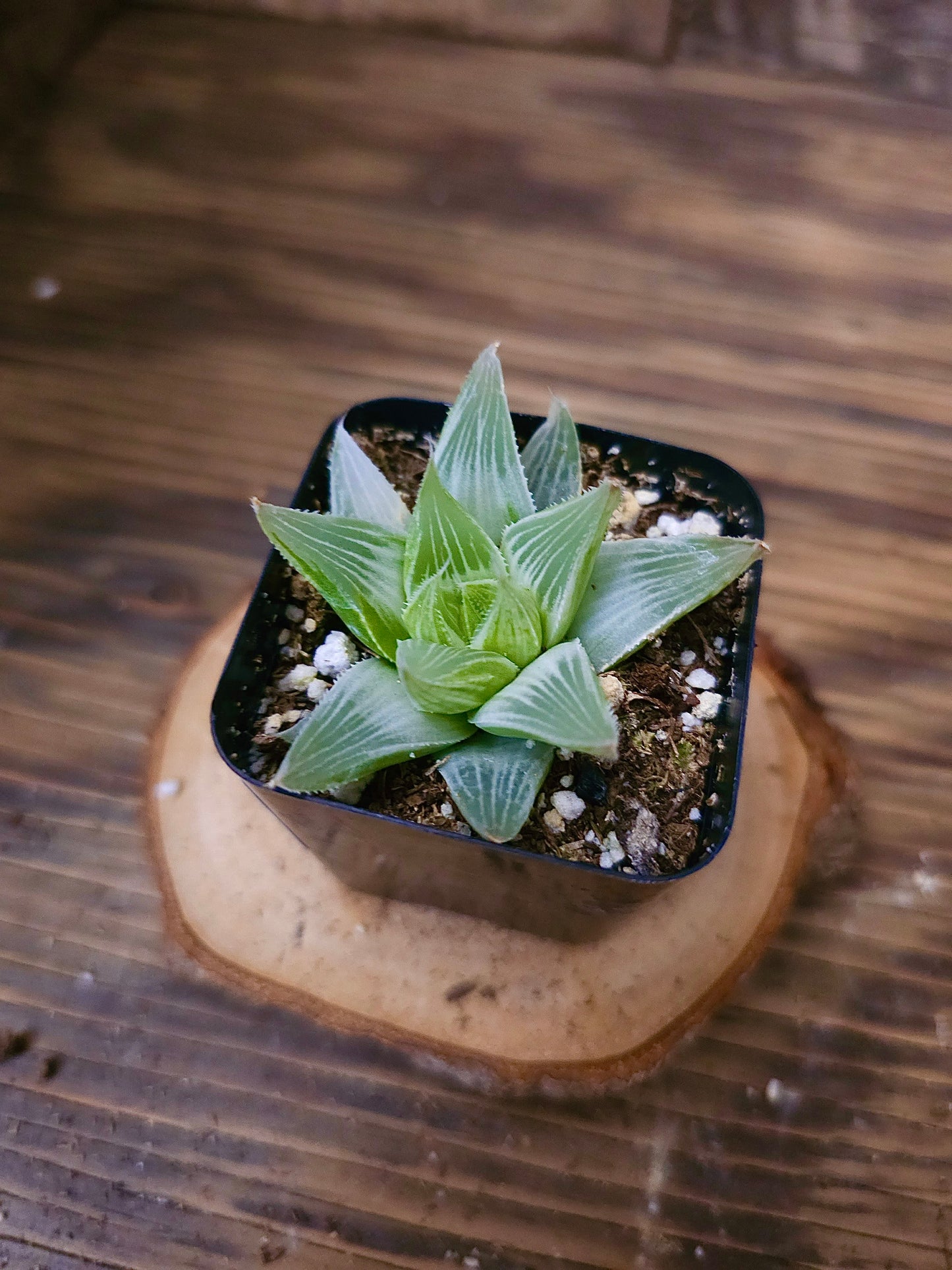 Haworthia retusa 'White Ghost' – White Ghost Haworthia – 2in
