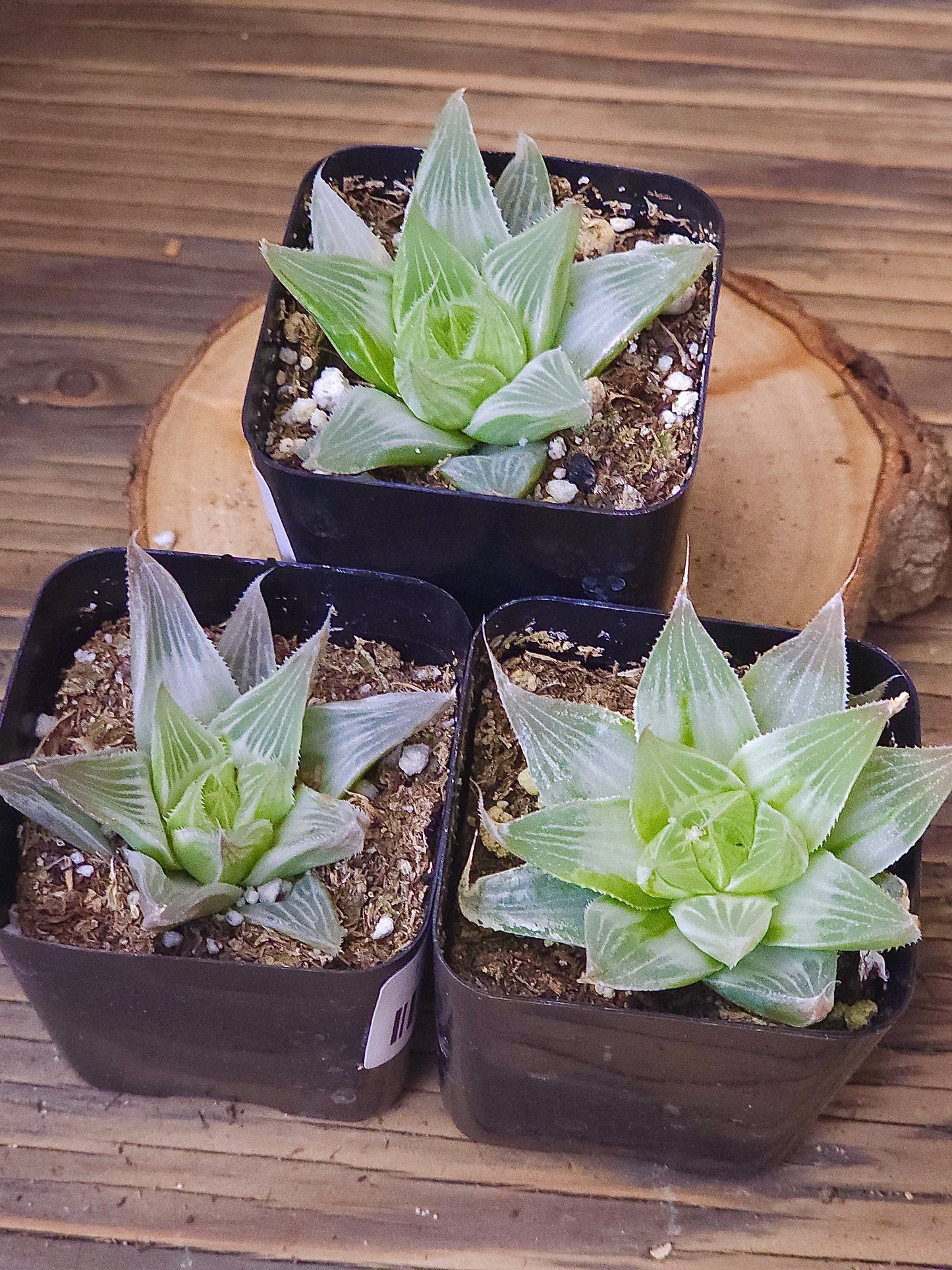 Haworthia retusa 'White Ghost' – White Ghost Haworthia – 2in