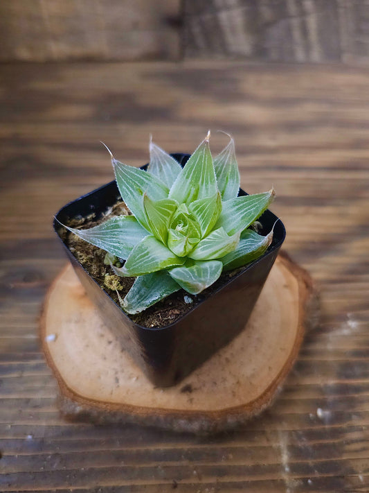 Haworthia retusa 'White Ghost' – White Ghost Haworthia – 2in