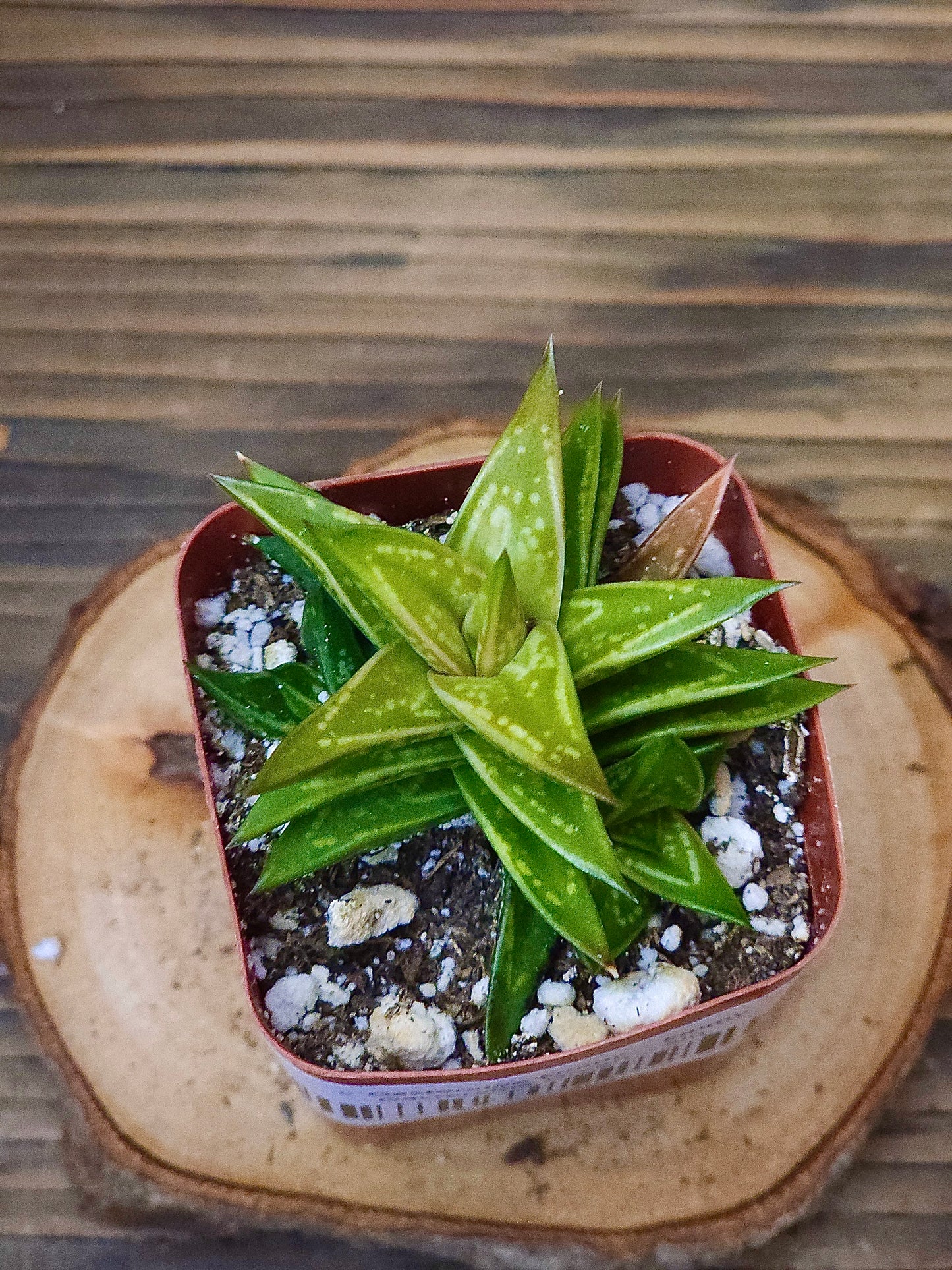 × Gasteraloe 'Emmy' – Emmy Gasteraloe Green – 2in