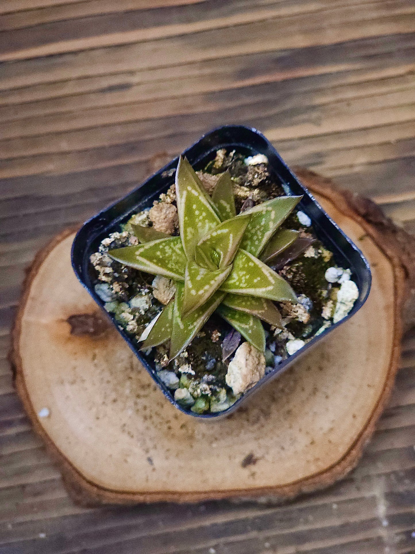 × Gasteraloe 'Emmy' – Emmy Gasteraloe Green – 2in