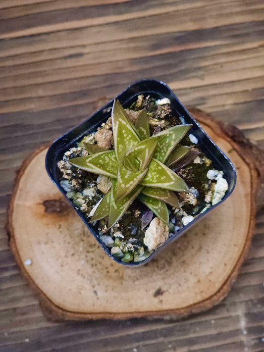 × Gasteraloe 'Emmy' – Emmy Gasteraloe Green – 2in