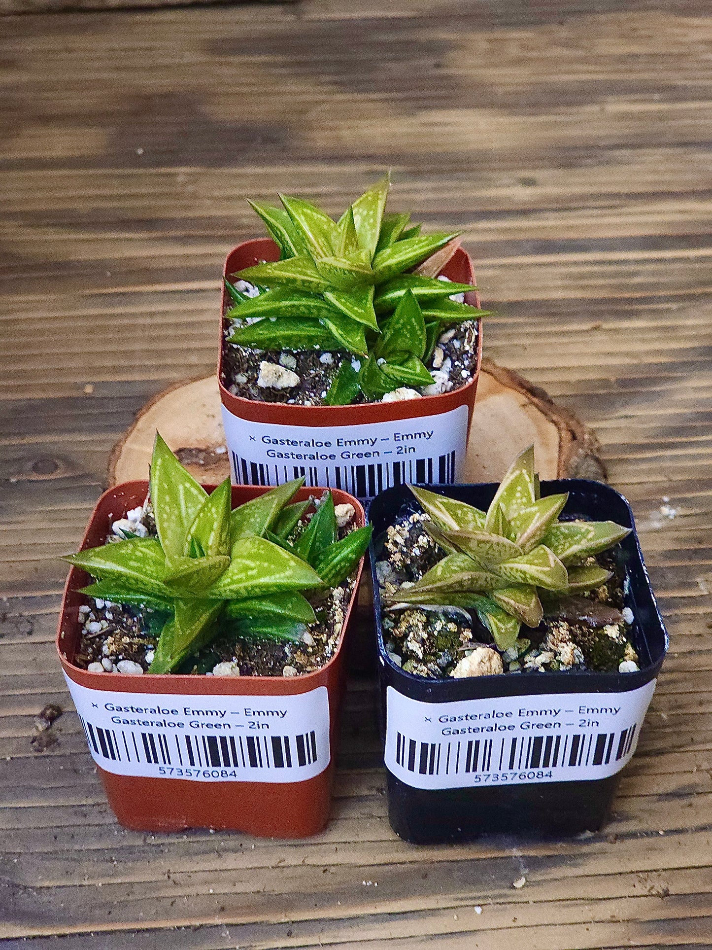 × Gasteraloe 'Emmy' – Emmy Gasteraloe Green – 2in
