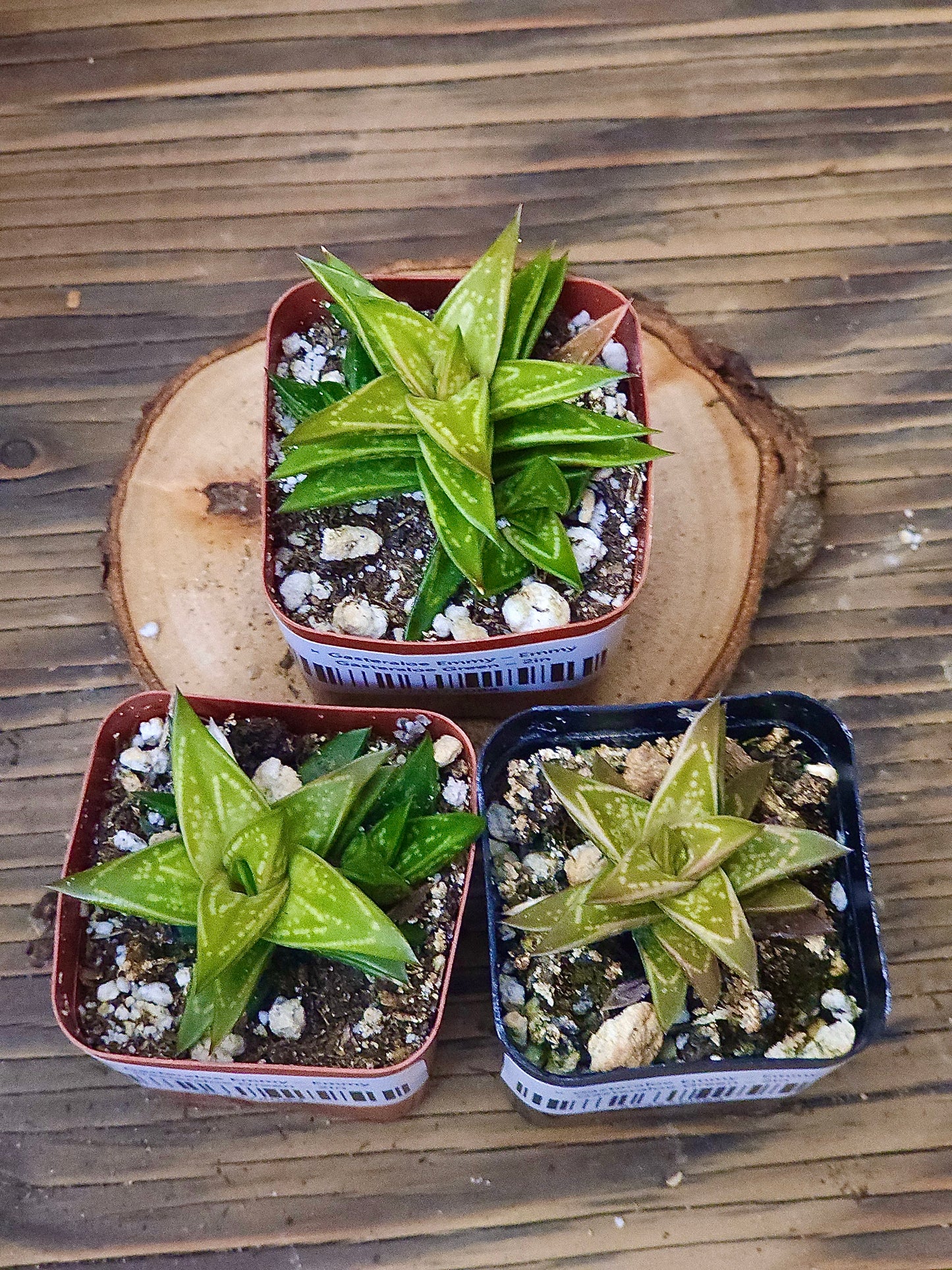 × Gasteraloe 'Emmy' – Emmy Gasteraloe Green – 2in