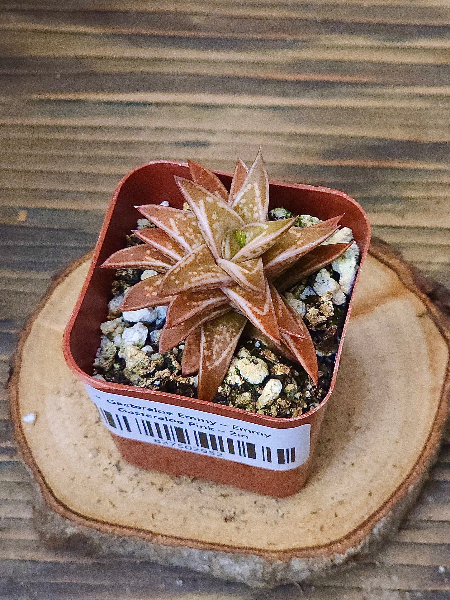 × Gasteraloe 'Emmy' – Emmy Gasteraloe Pink – 2in