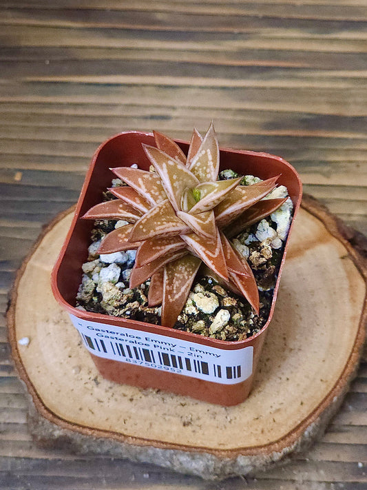 × Gasteraloe 'Emmy' – Emmy Gasteraloe Pink – 2in