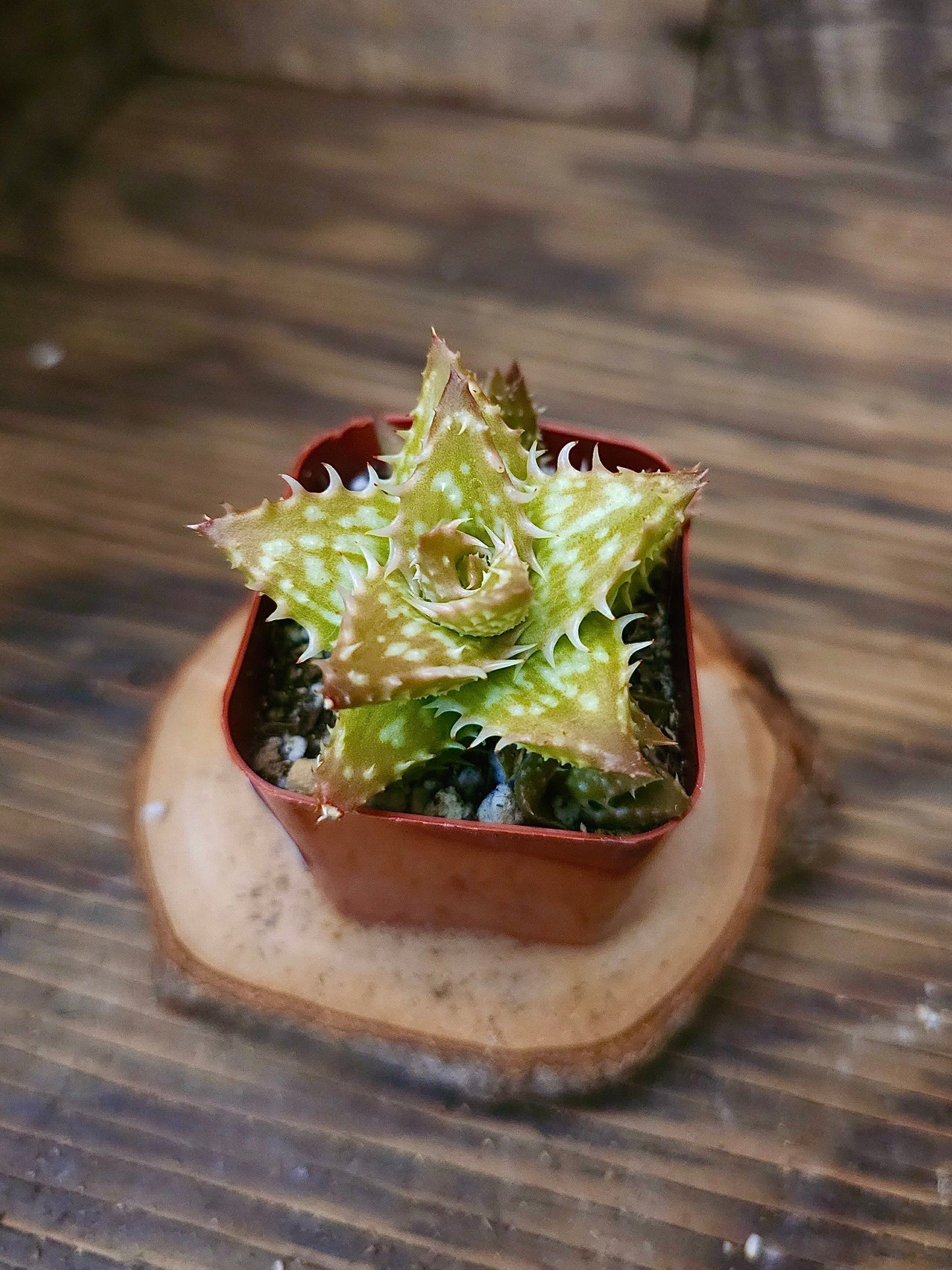 Aloe juvenna 'Gold' – Gold Tiger Tooth Aloe – 2in