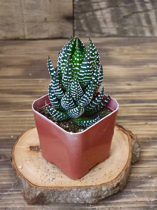 Haworthia fasciata 'Super' – Super Zebra Haworthia – 2in