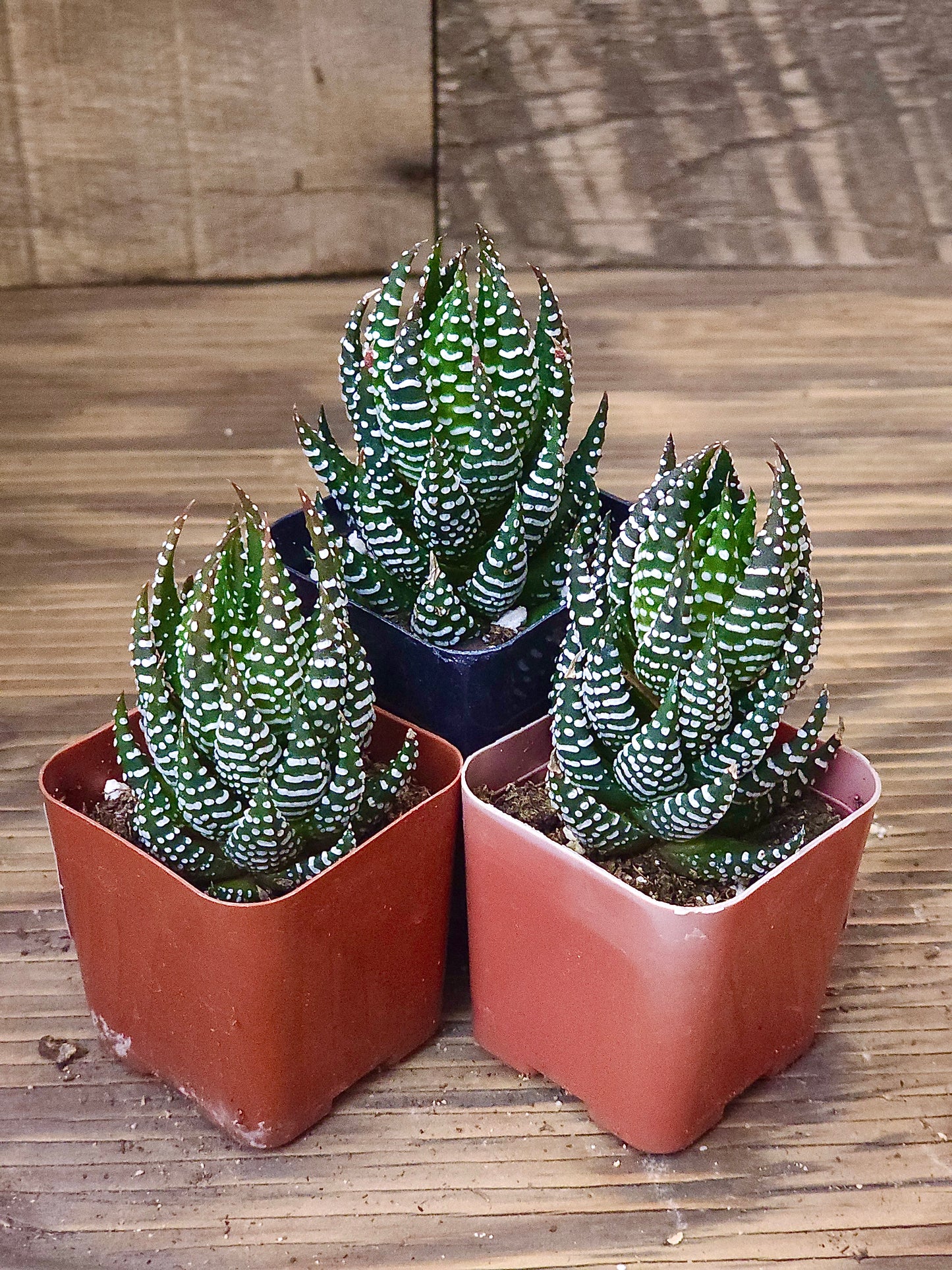 Haworthia fasciata 'Super' – Super Zebra Haworthia – 2in
