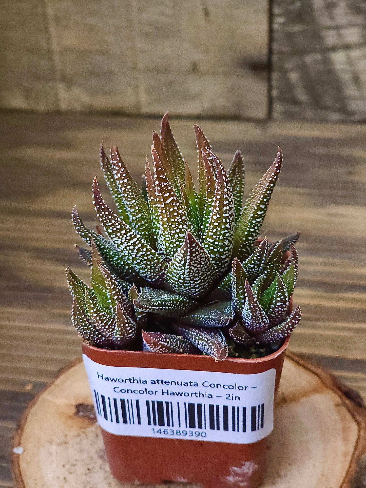 Haworthia attenuata 'Concolor' – Concolor Haworthia – 2in