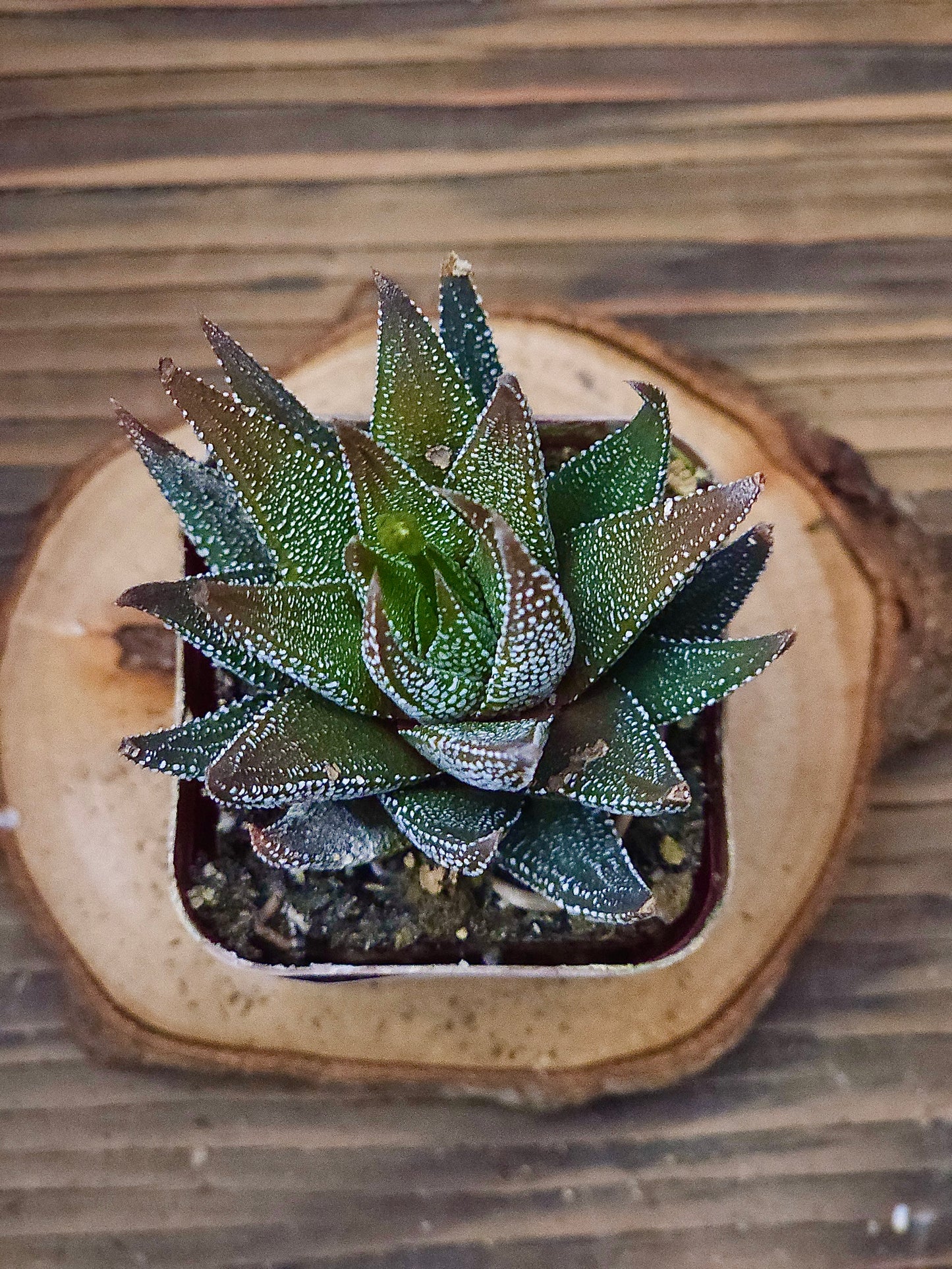 Haworthia attenuata 'Concolor' – Concolor Haworthia – 2in