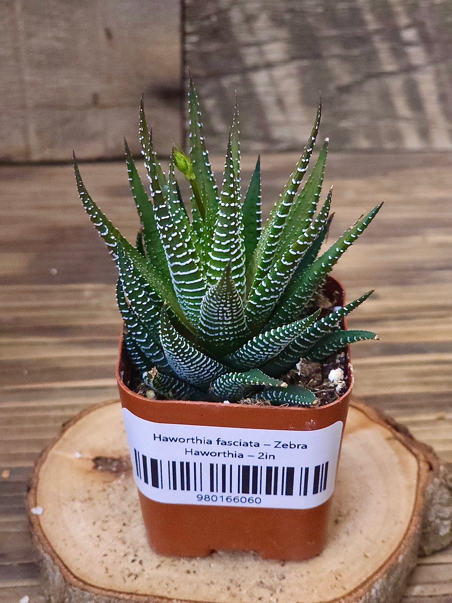 Haworthia fasciata – Zebra Haworthia – 2in