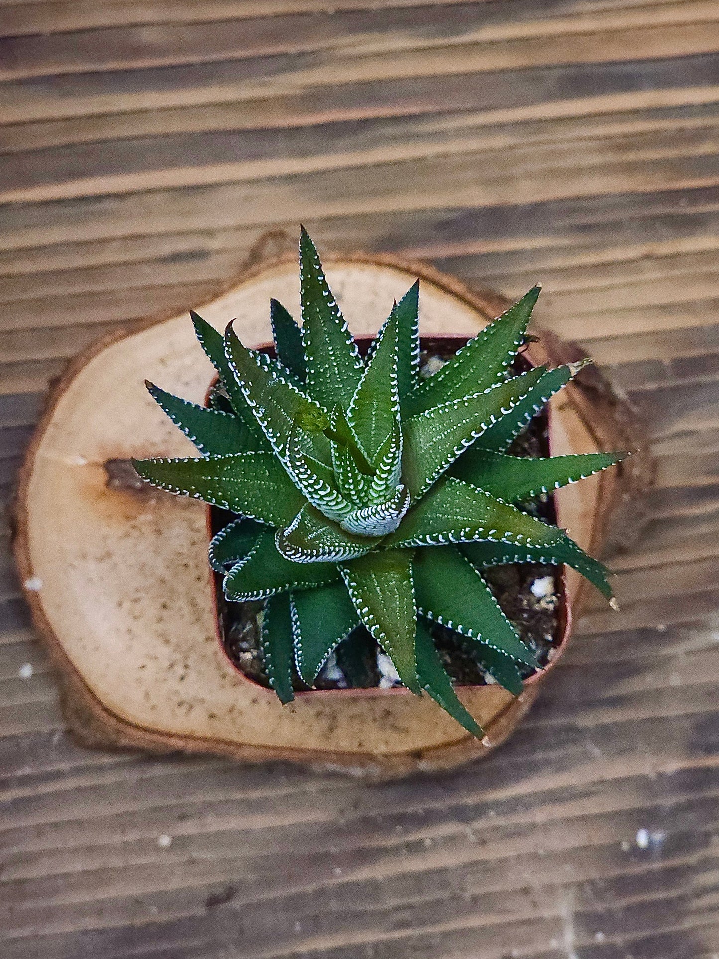 Haworthia fasciata – Zebra Haworthia – 2in