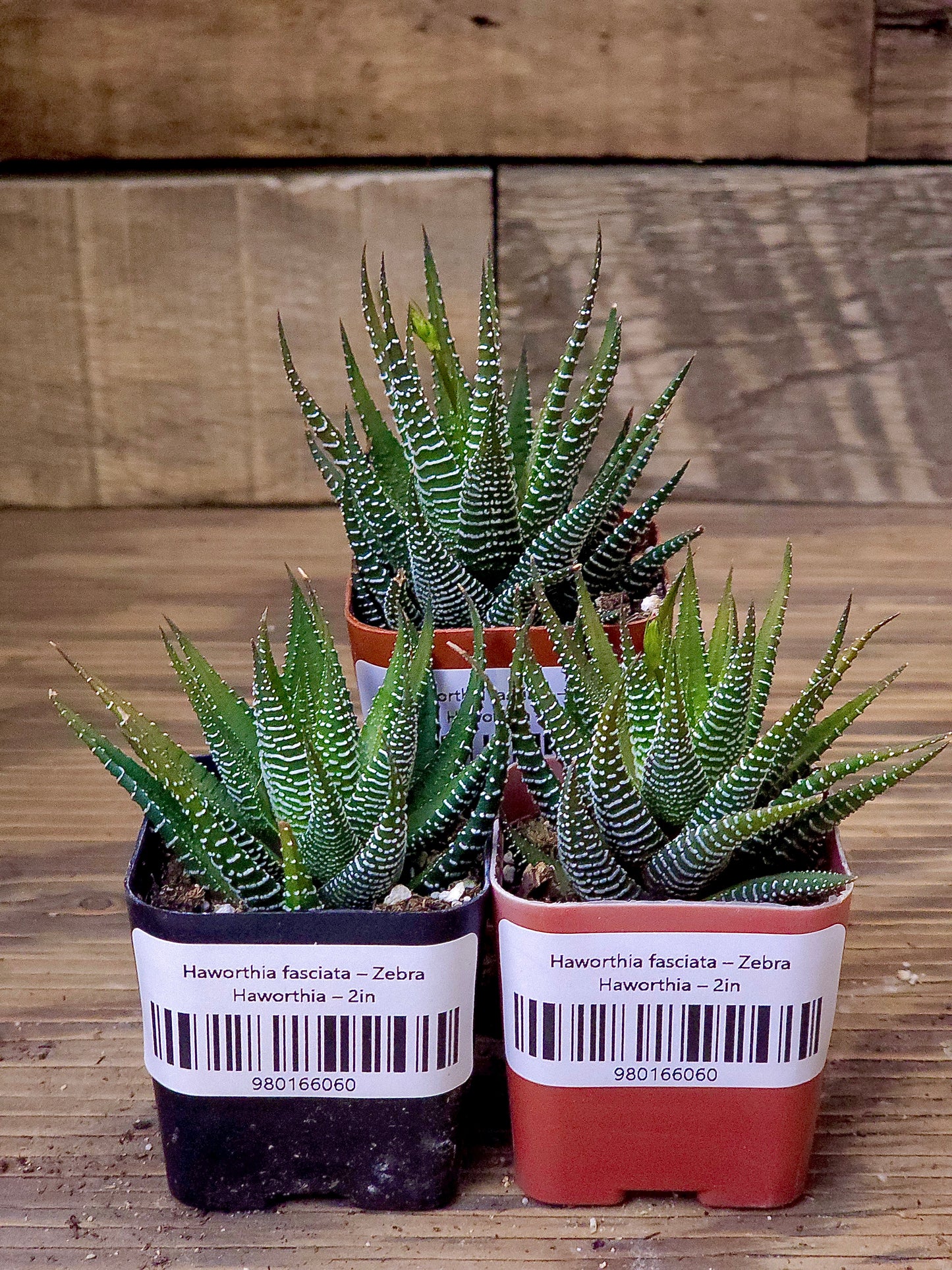 Haworthia fasciata – Zebra Haworthia – 2in