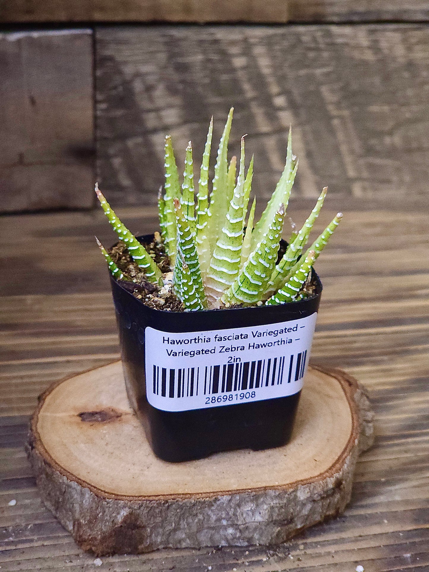 Haworthia fasciata Variegated – Variegated Zebra Haworthia – 2in