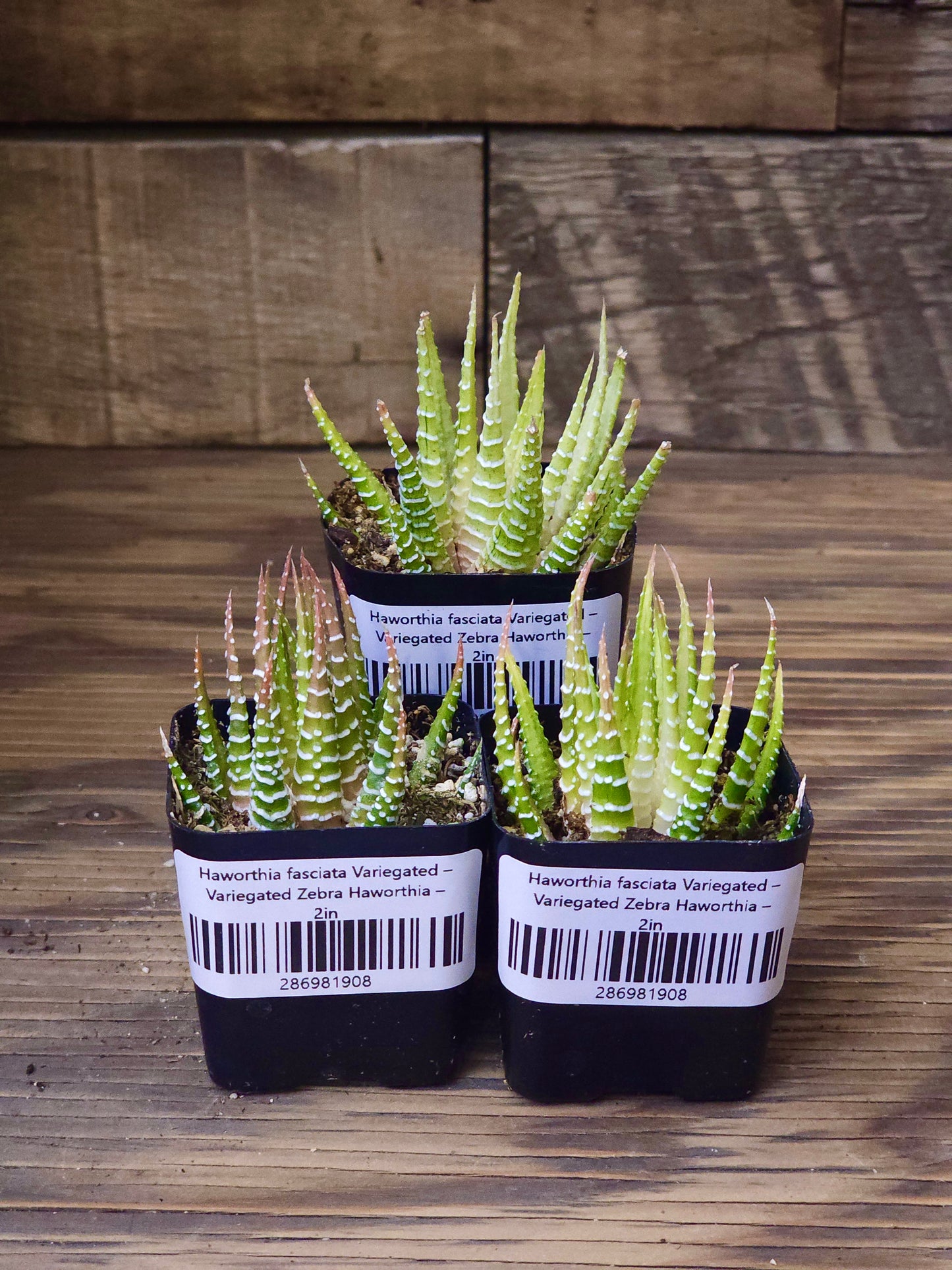 Haworthia fasciata Variegated – Variegated Zebra Haworthia – 2in