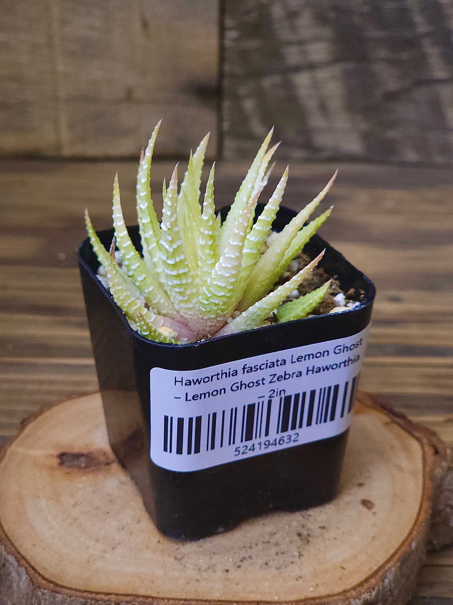 Haworthia fasciata 'Lemon Ghost' – Lemon Ghost Zebra Haworthia – 2in