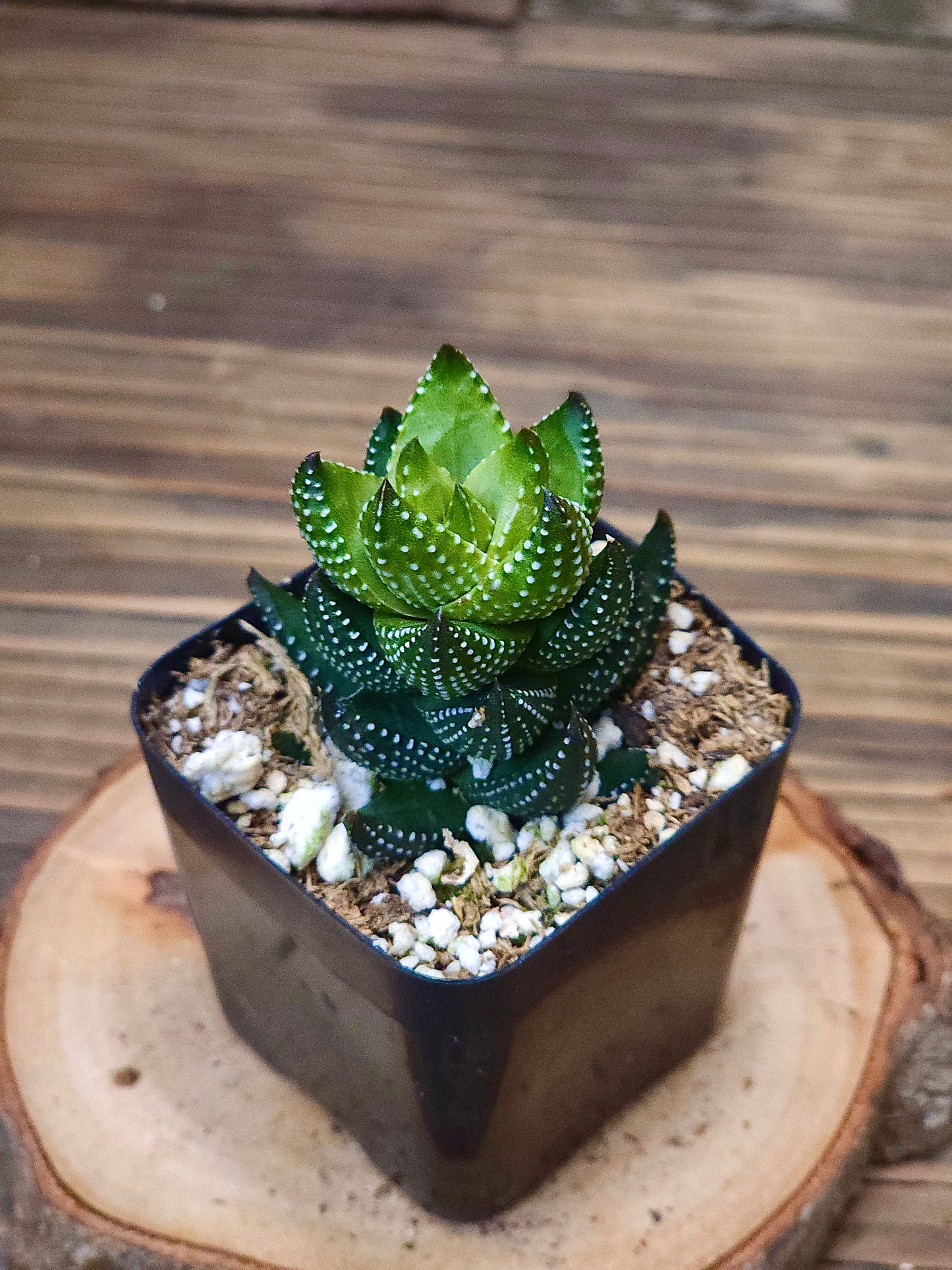 Haworthia coarctata f. chalwinii – Chalwinii Haworthia – 2in