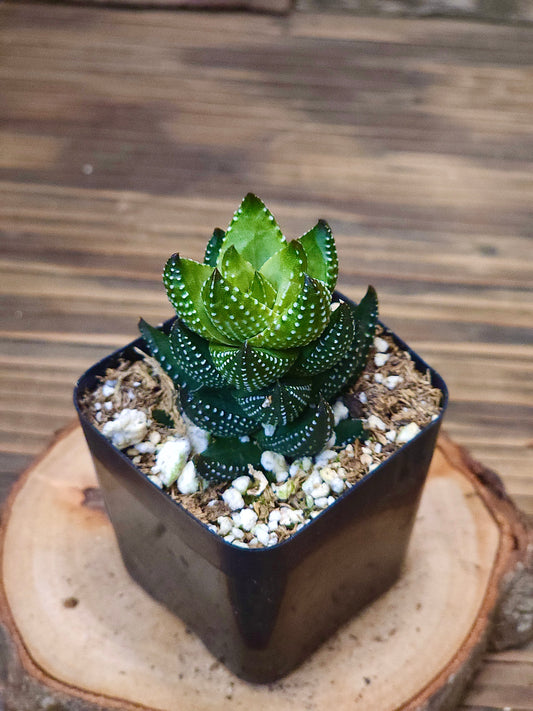 Haworthia coarctata f. chalwinii – Chalwinii Haworthia – 2in